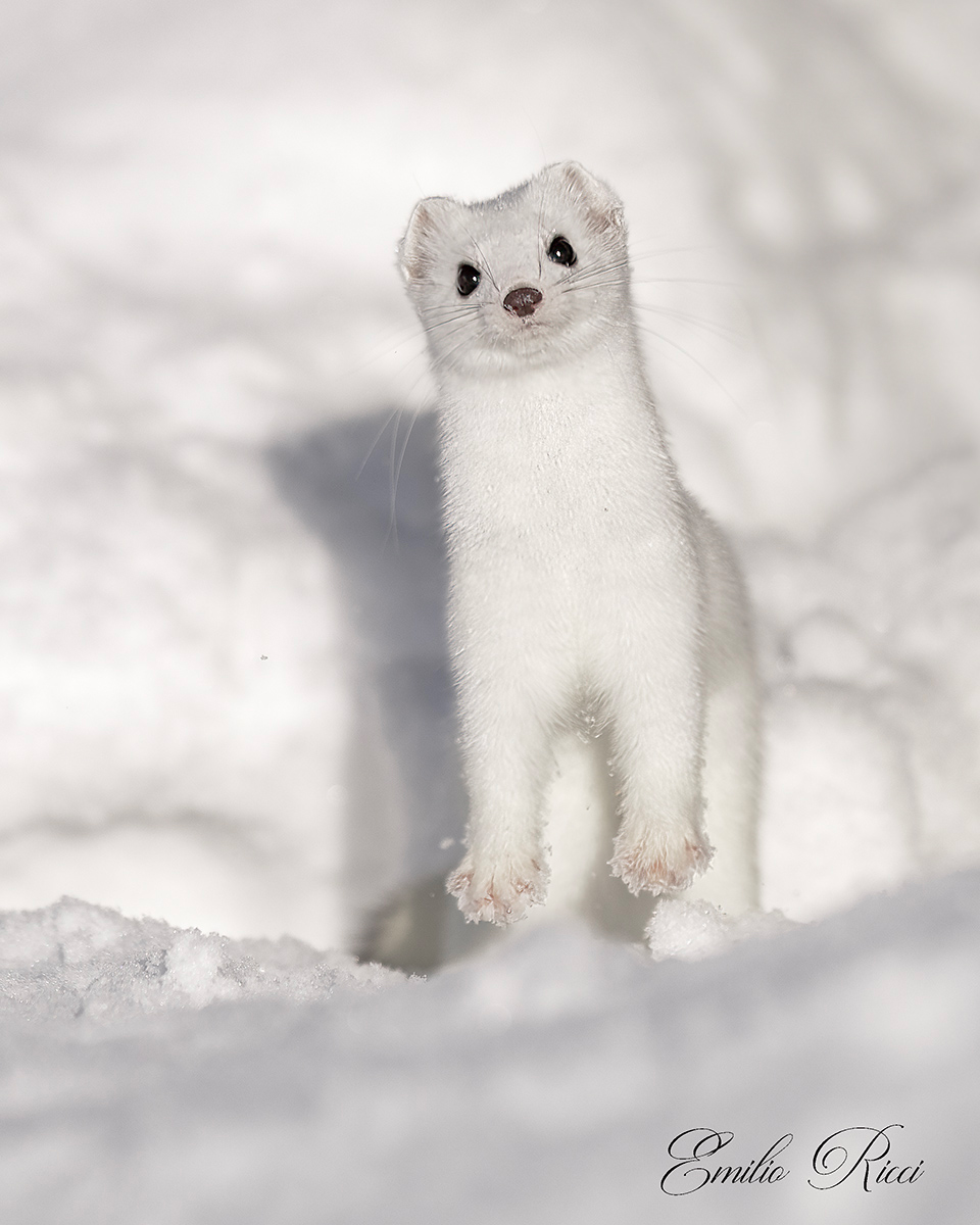 Ermine