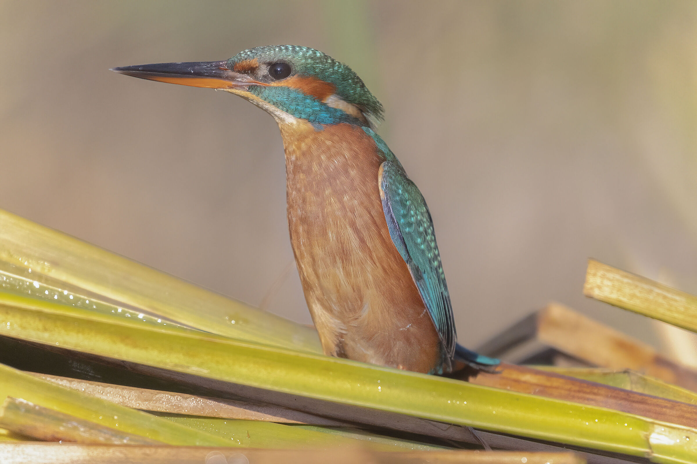 martin pescatore femmina