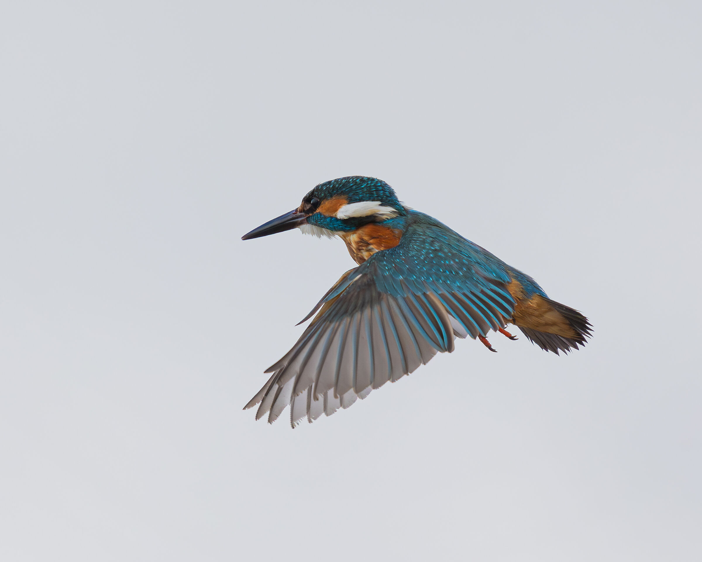 Kingfisher Flight