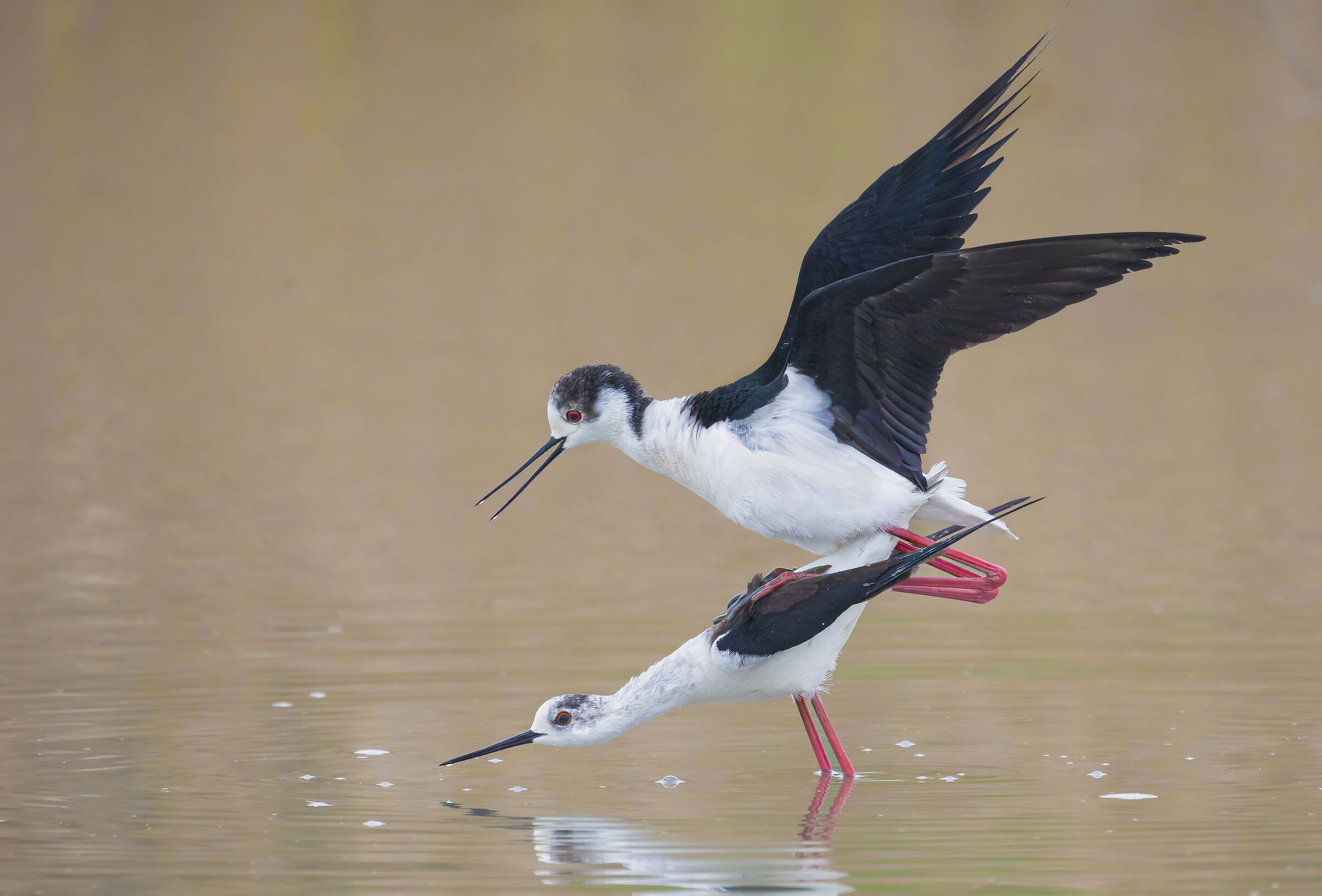 un momento importante, cavalieri d'Italia