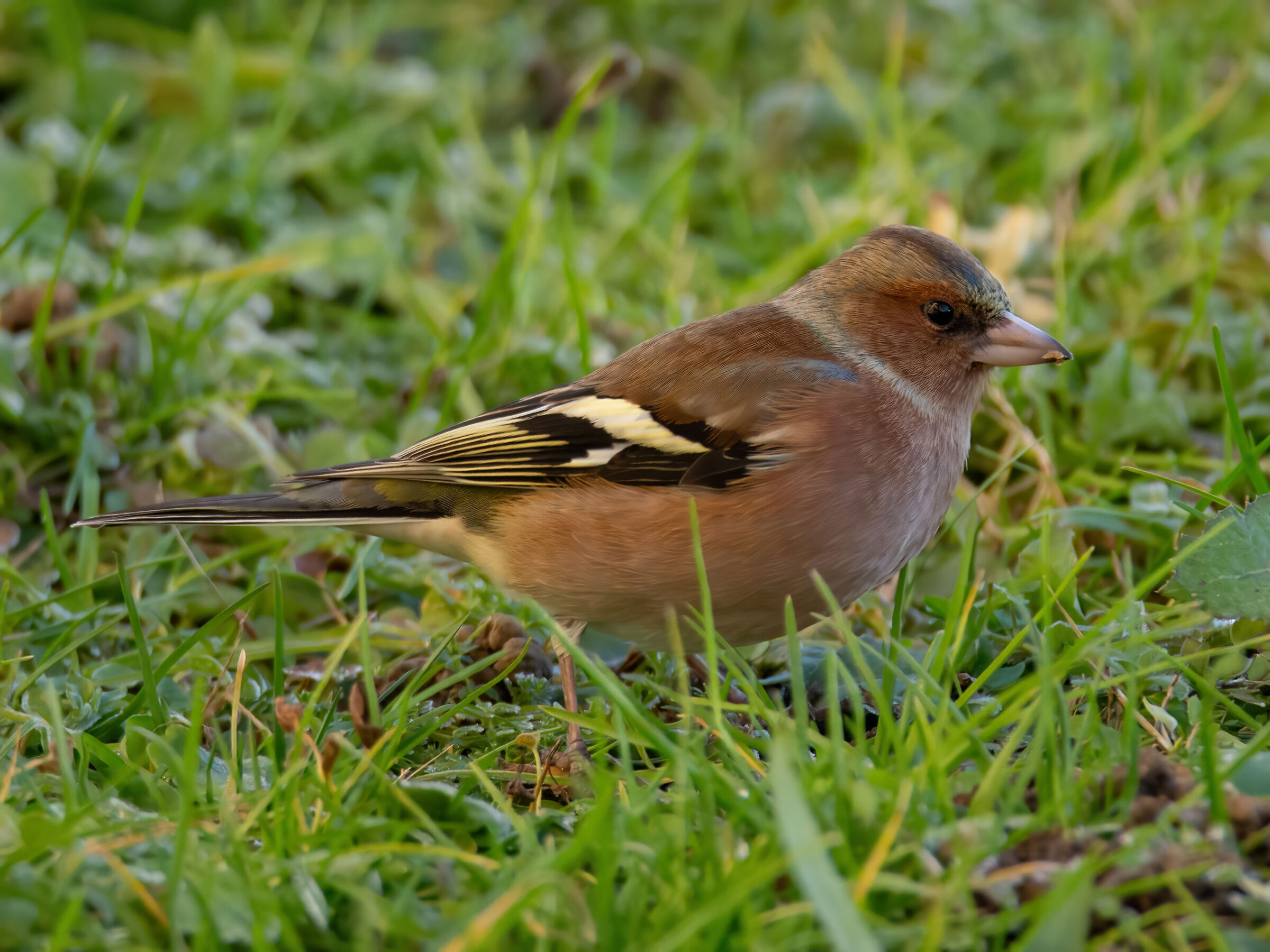 Fringuello in alimentazione