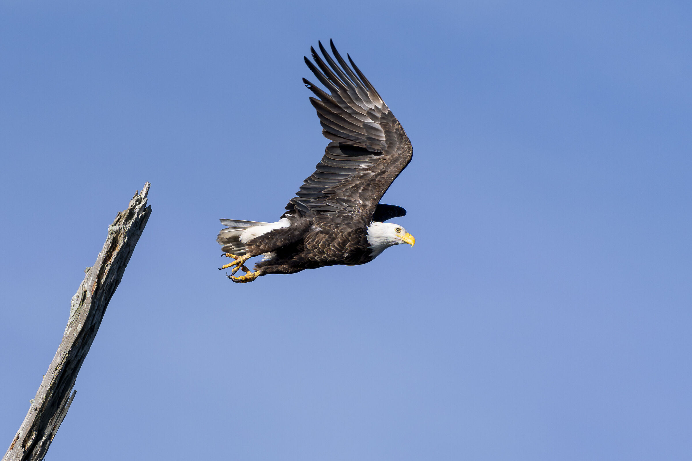 Aquila di mare testabianca in volo