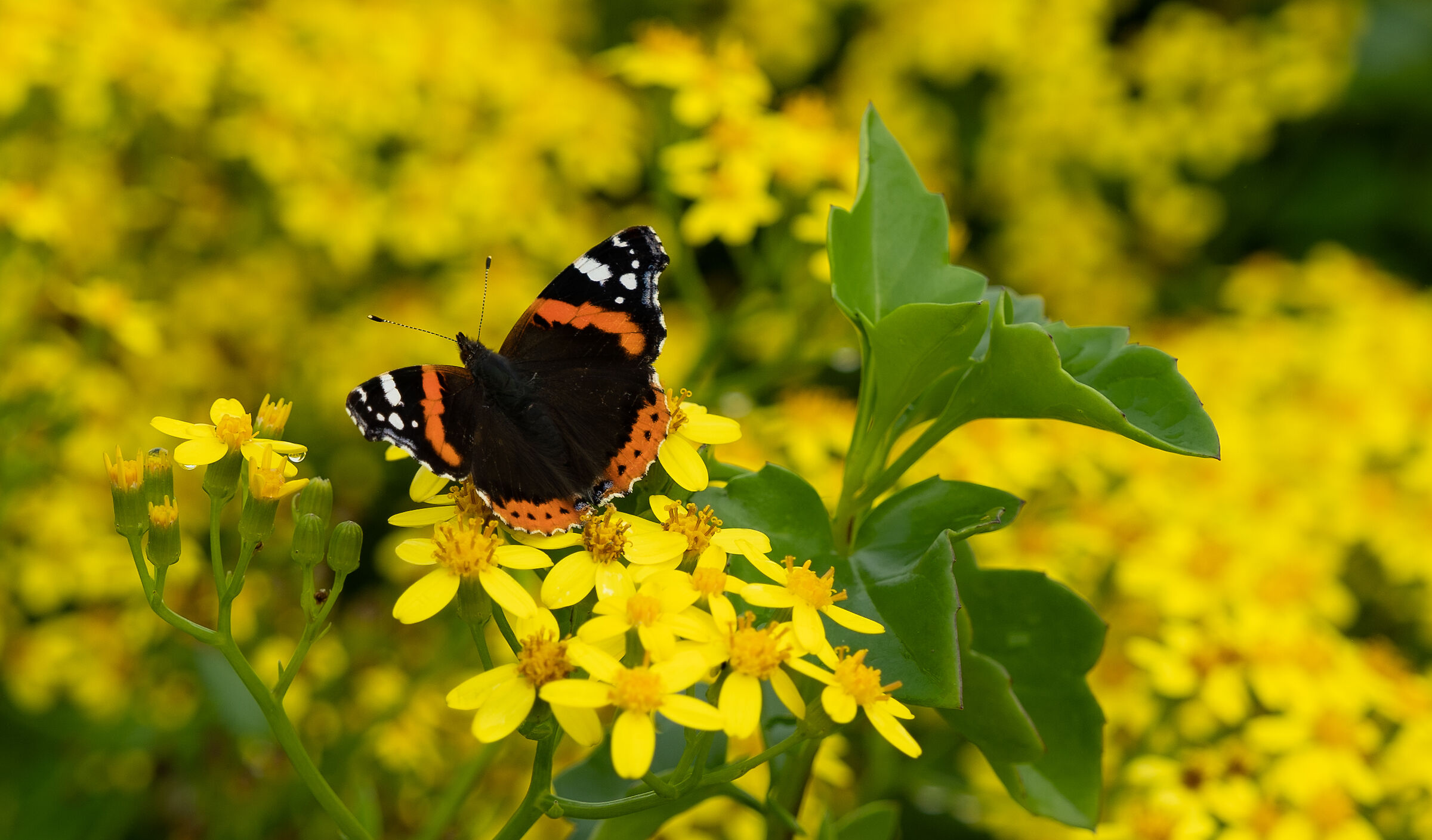 Volando su un cuscino giallo