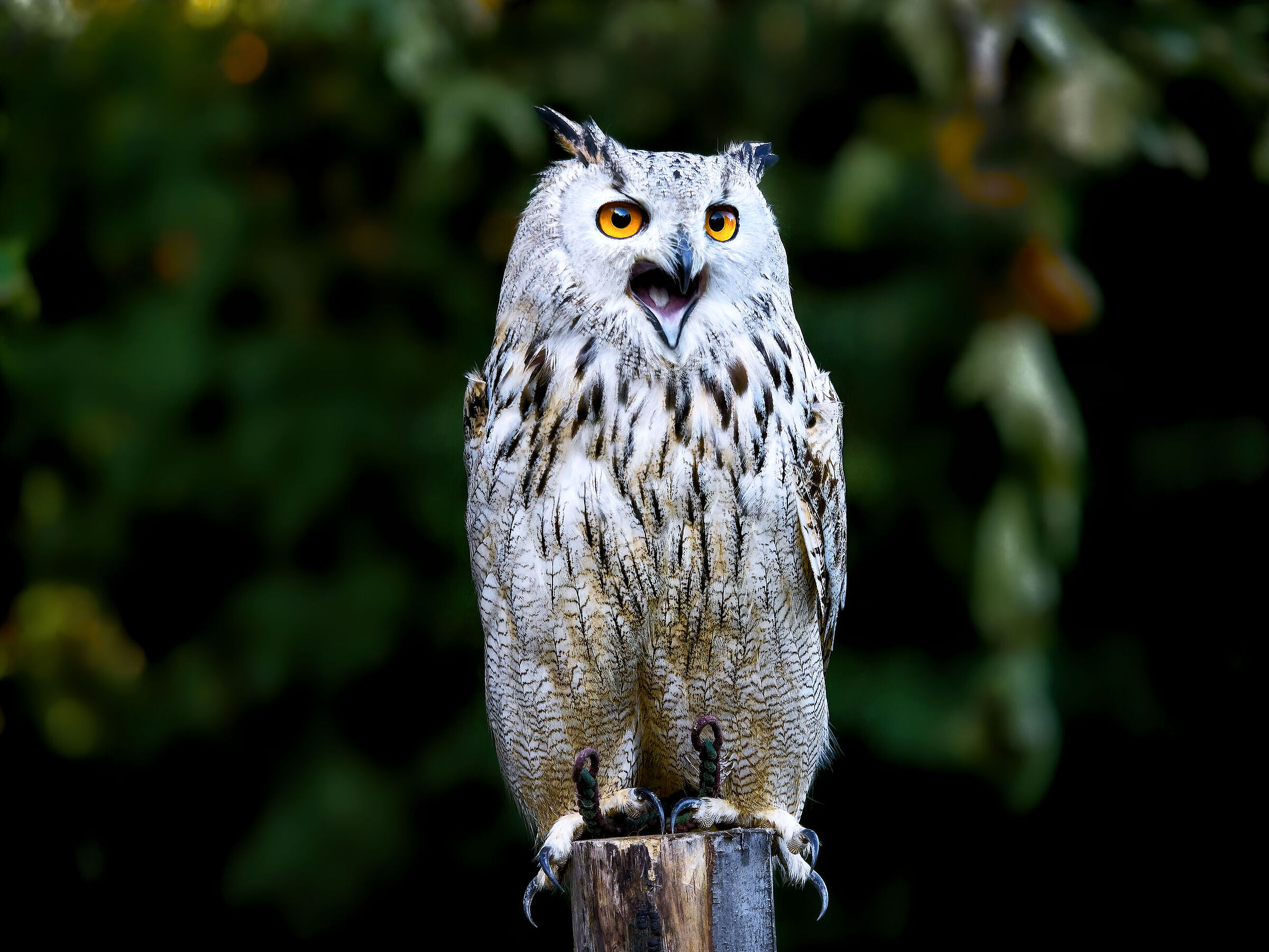 Eagle owl