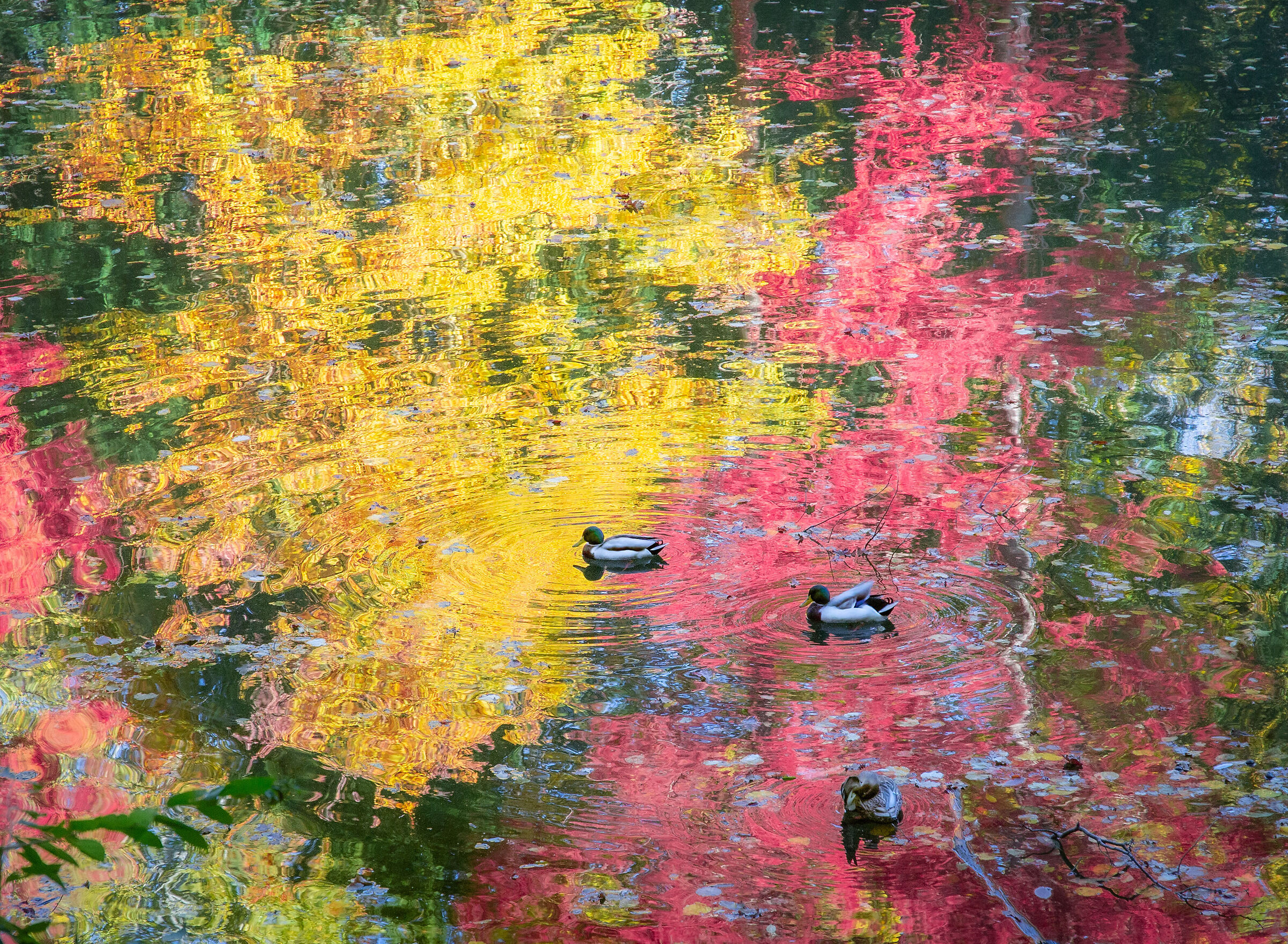 I would like to see myself as you see me