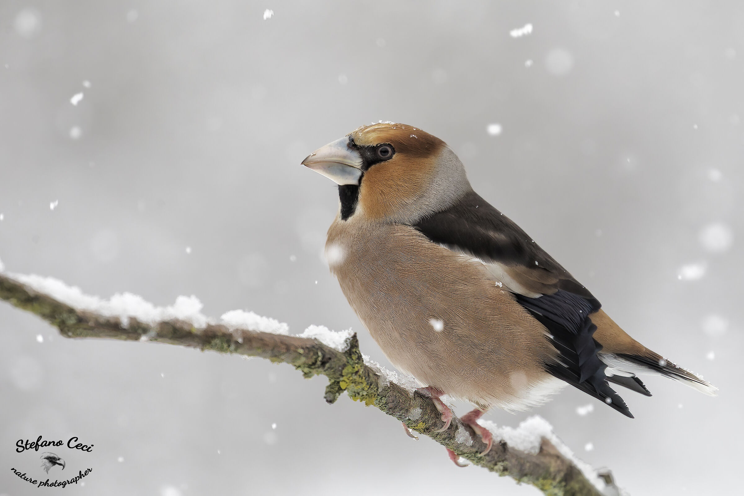 Hawfinch