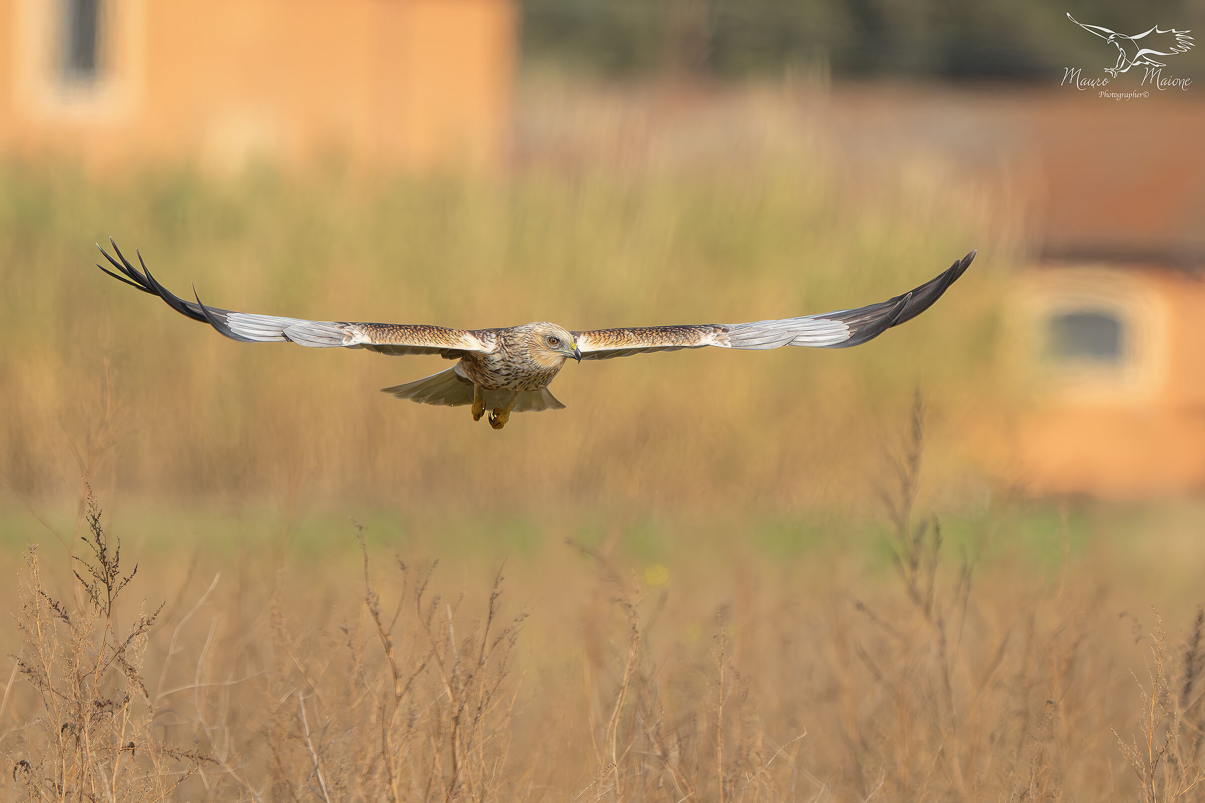 falco di palude alla luce del tramonto