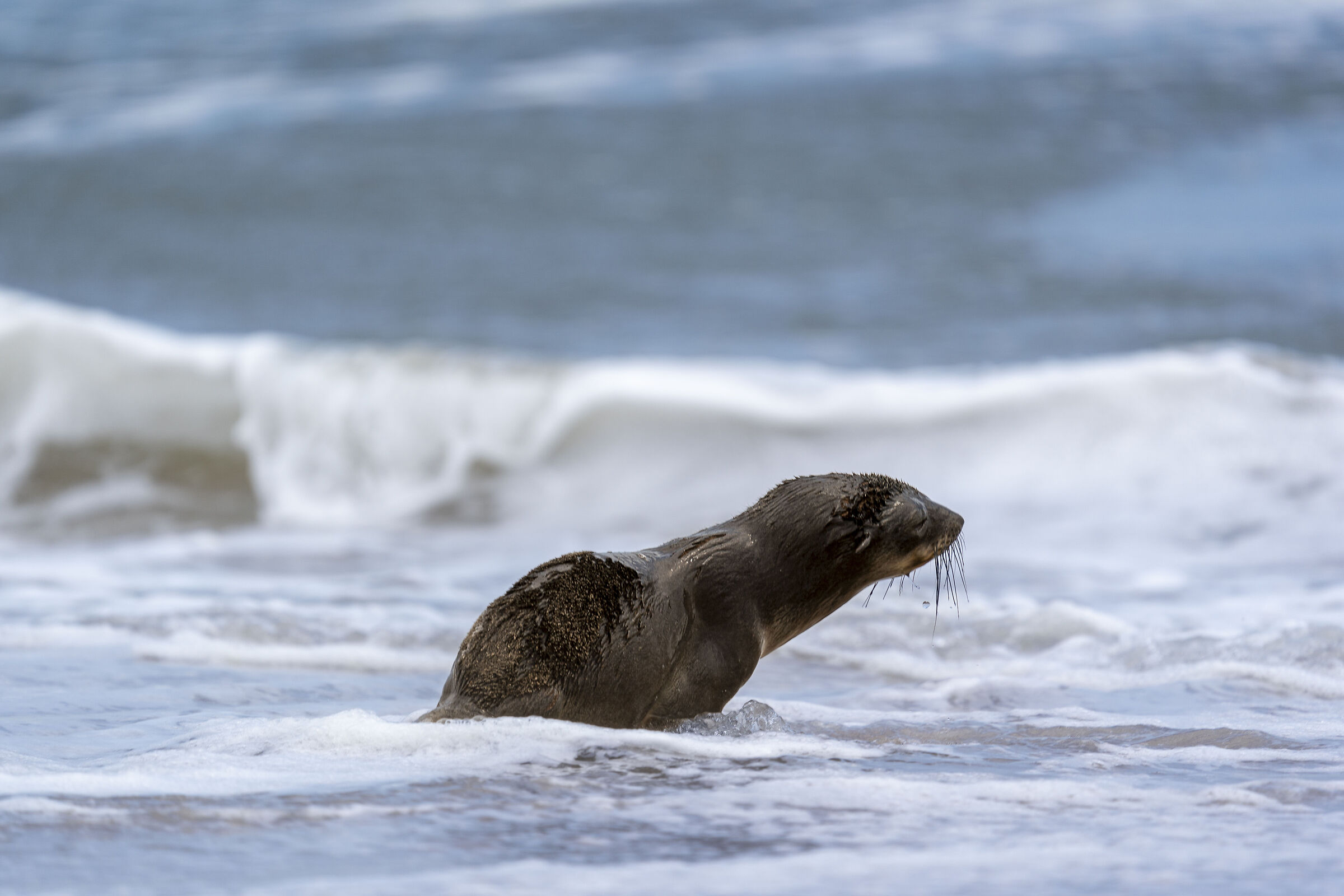 Ondeggiando sulla Skeleton Coast