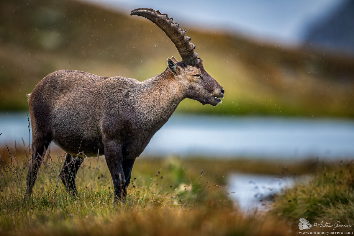 Sotto la pioggia - Stambecco