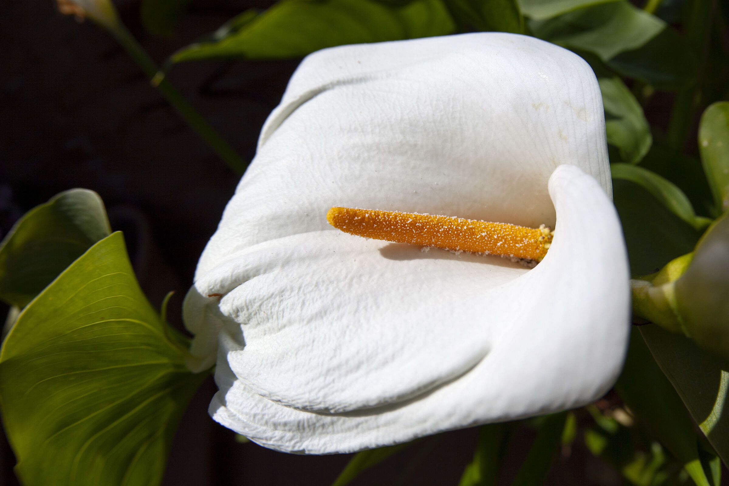 calla