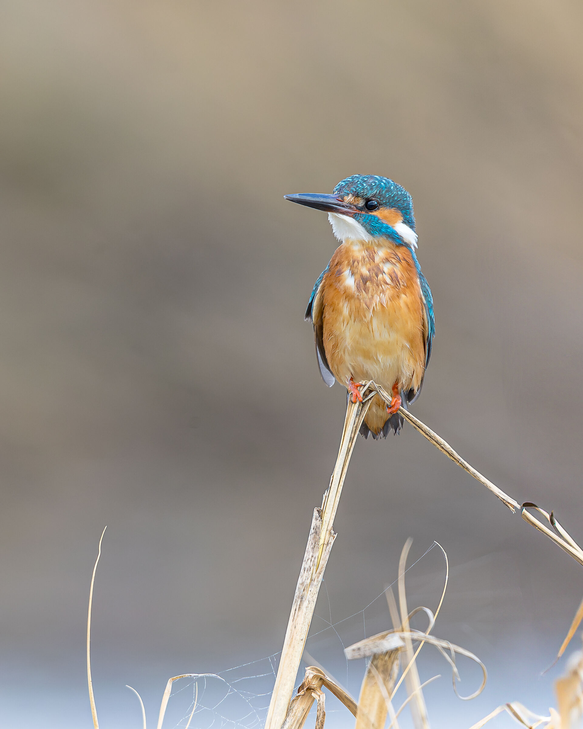 kingfisher
