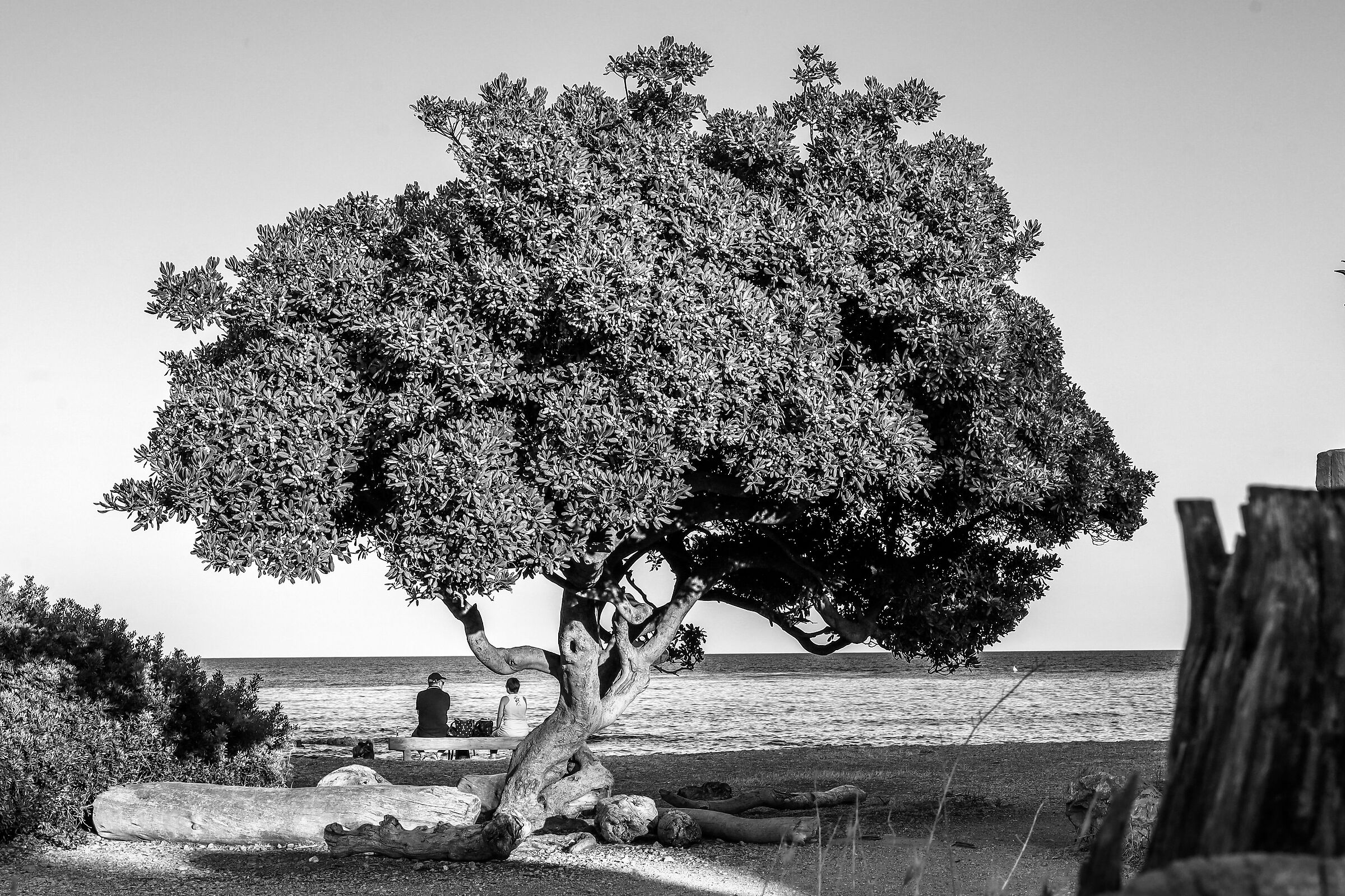 due sotto un albero