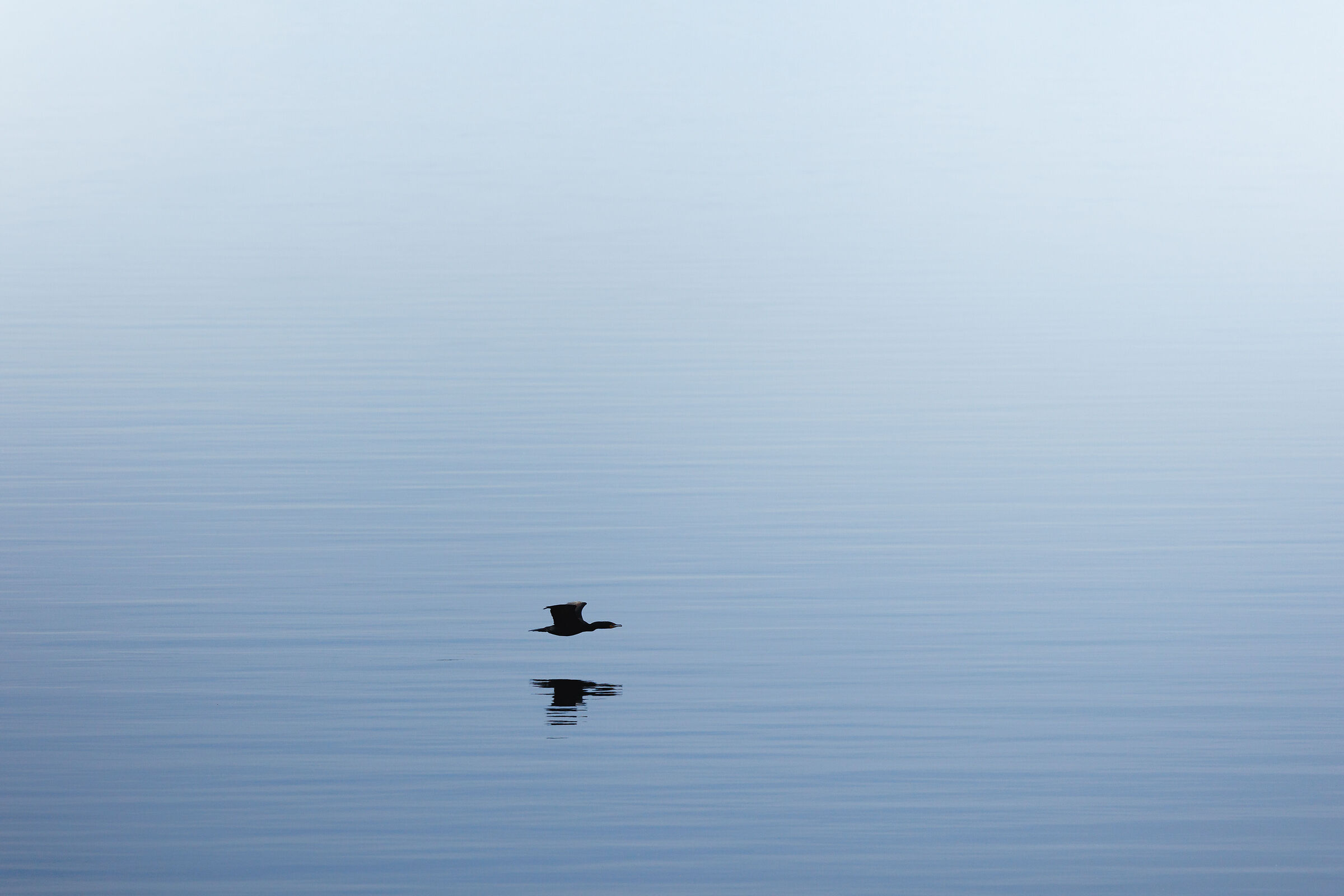 Cormorant