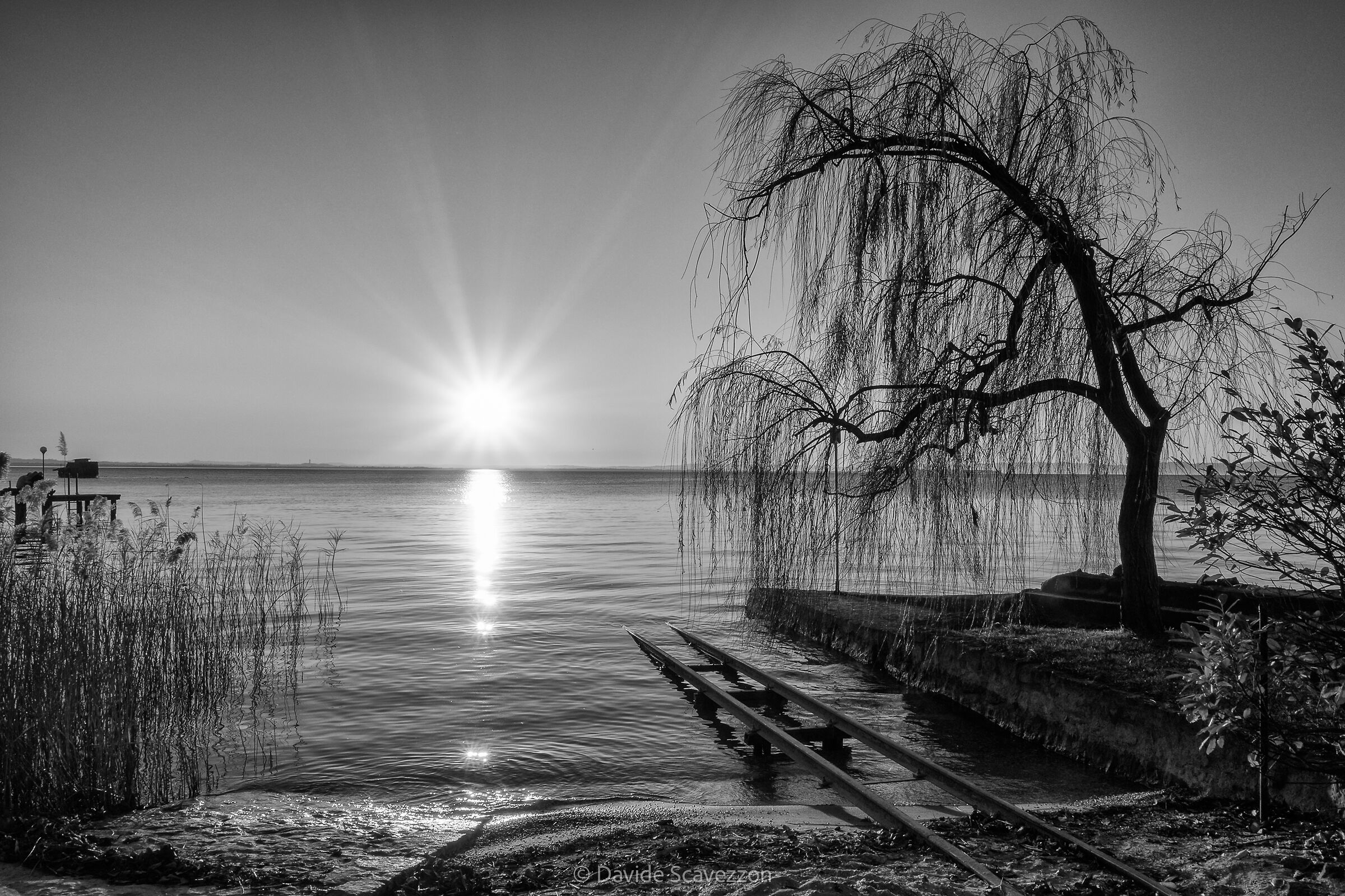 Willow by the lake