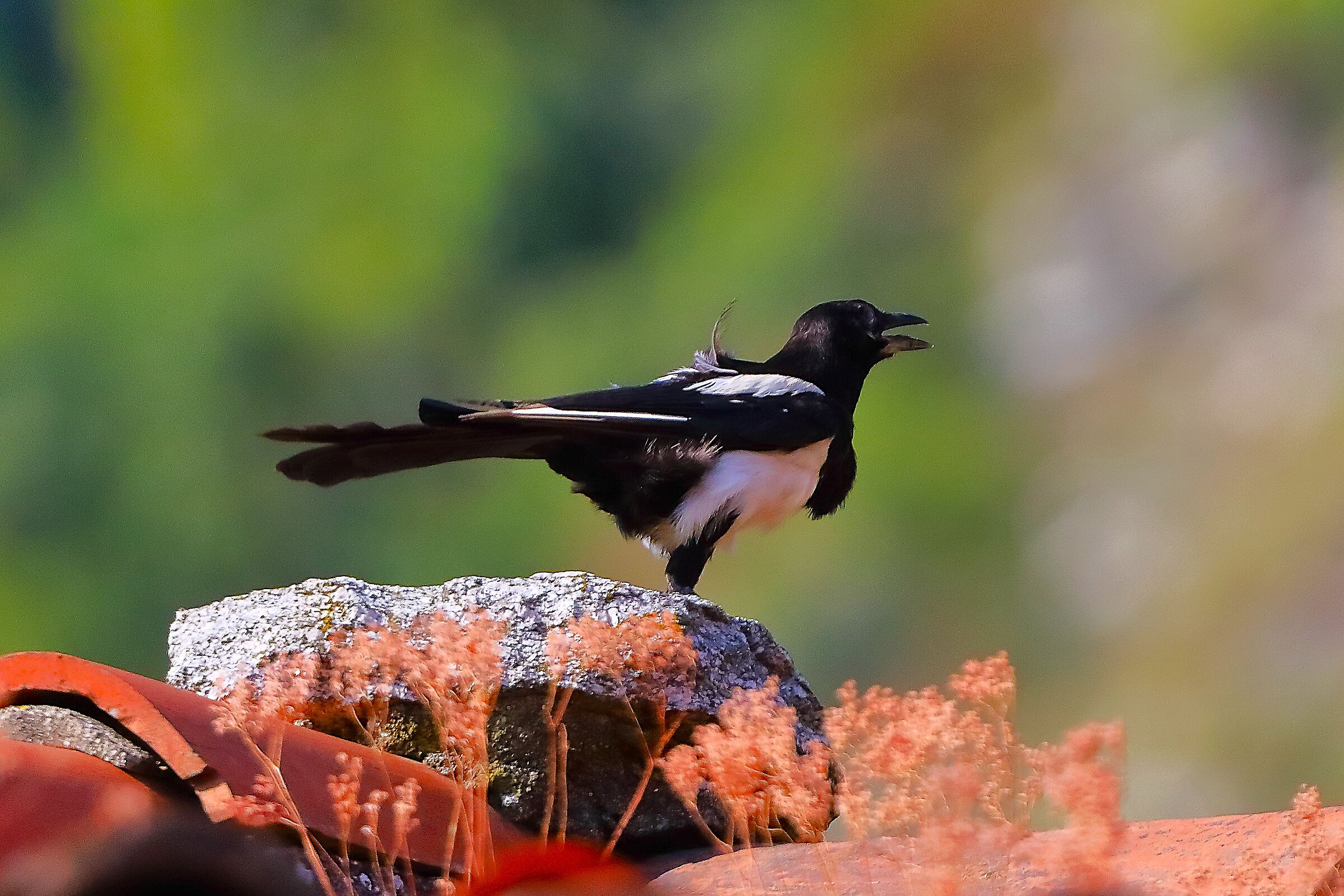 Gazza 08 agosto 2024 - 0065