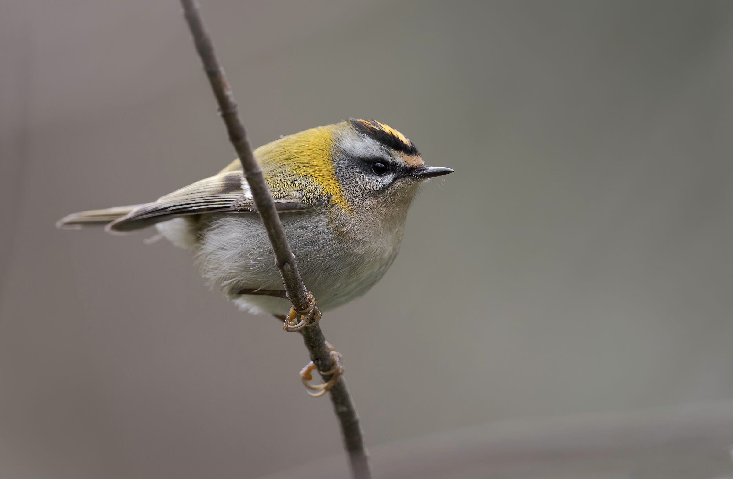Firecrest