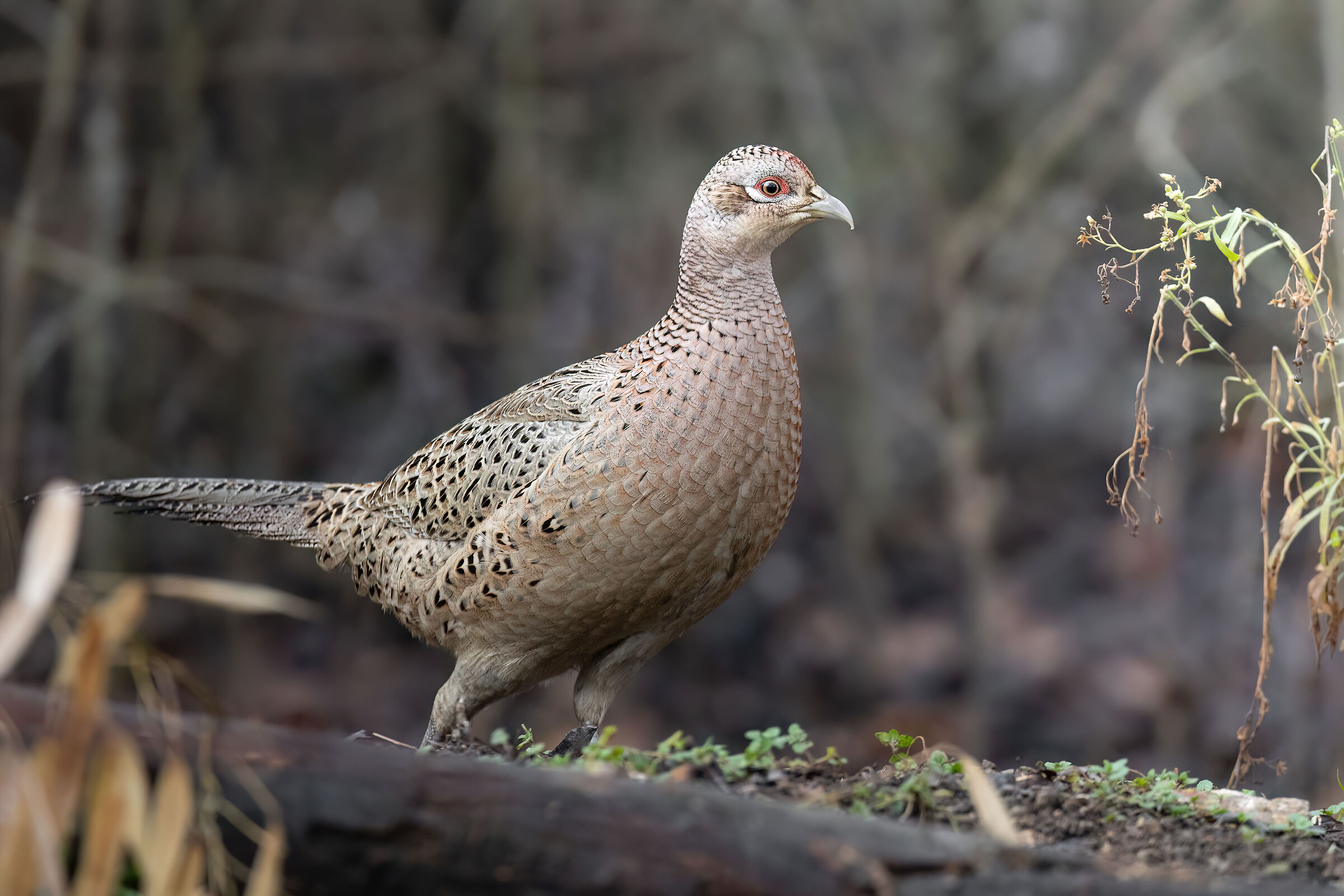 Pheasant Set 1