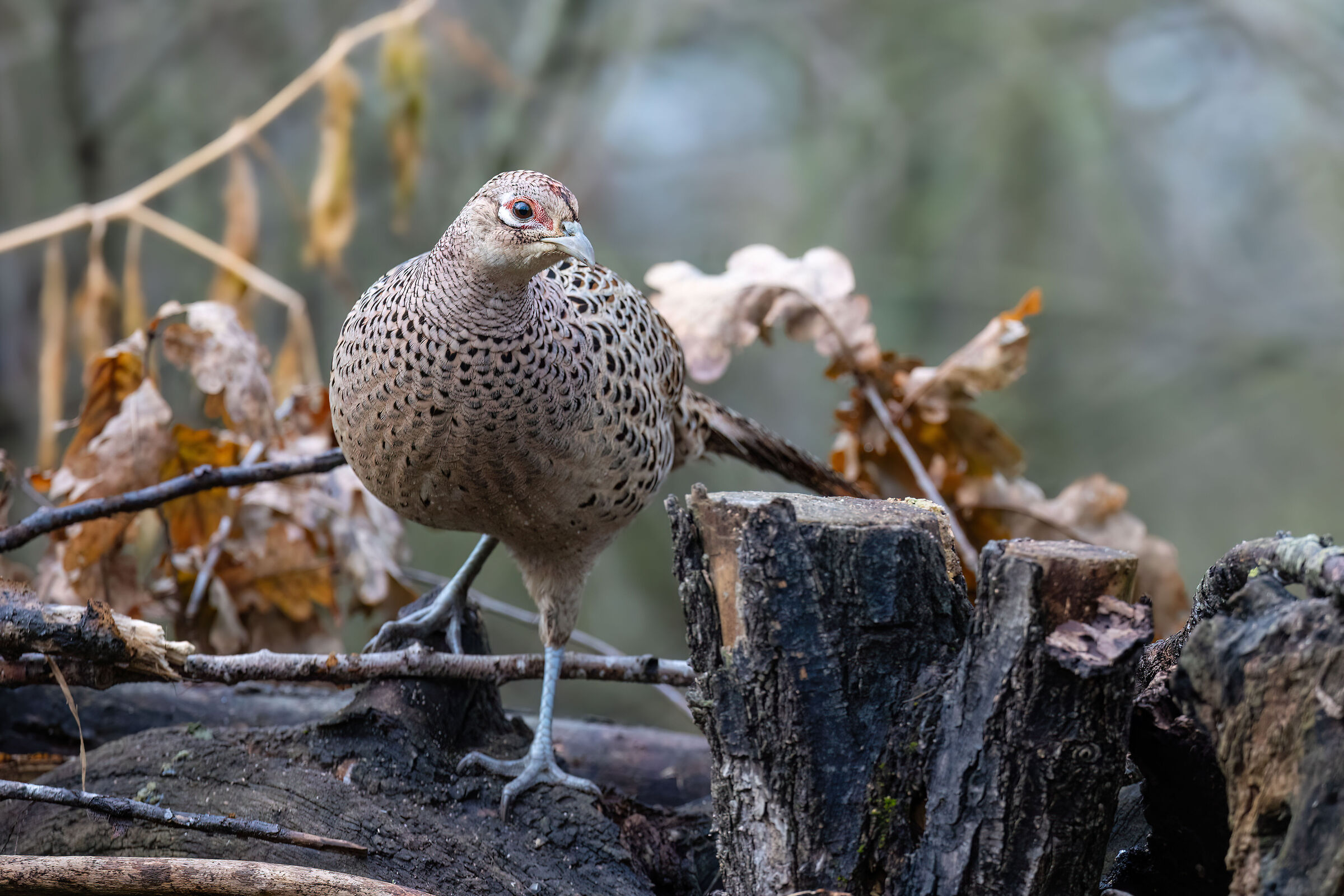 Pheasant Set 2