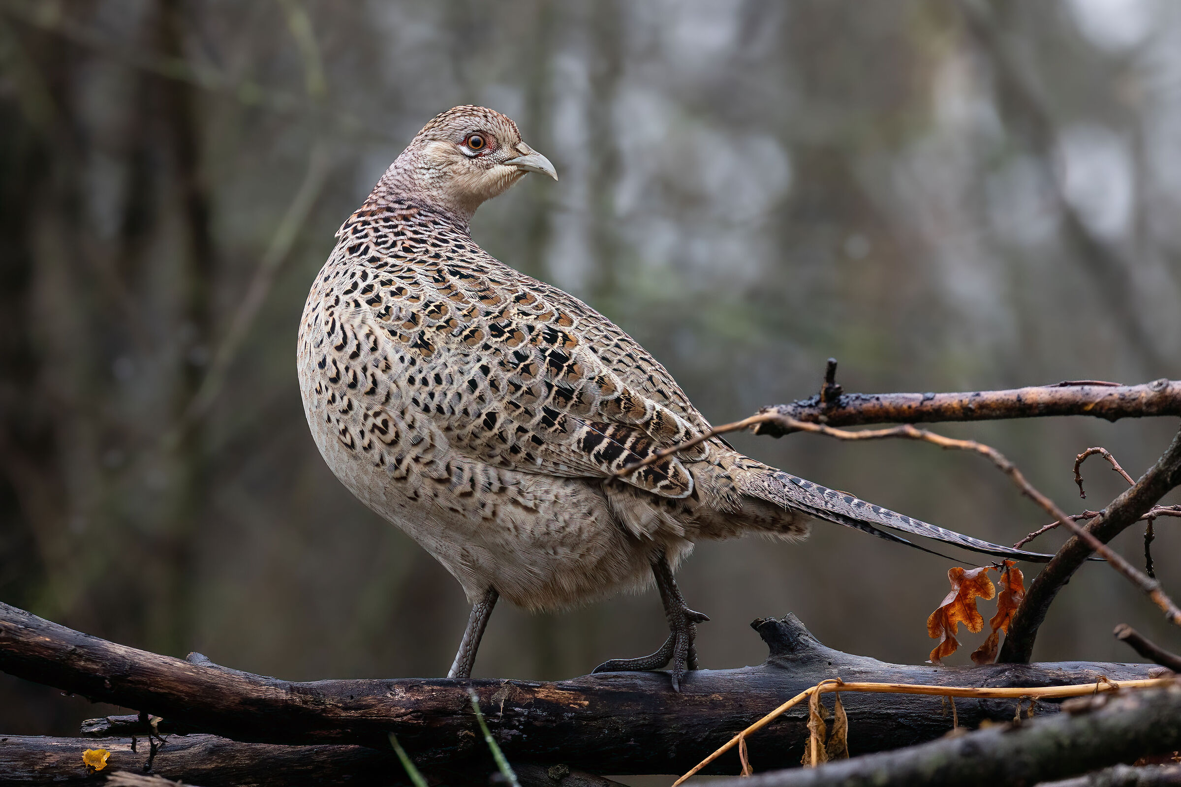 Pheasant Set 3