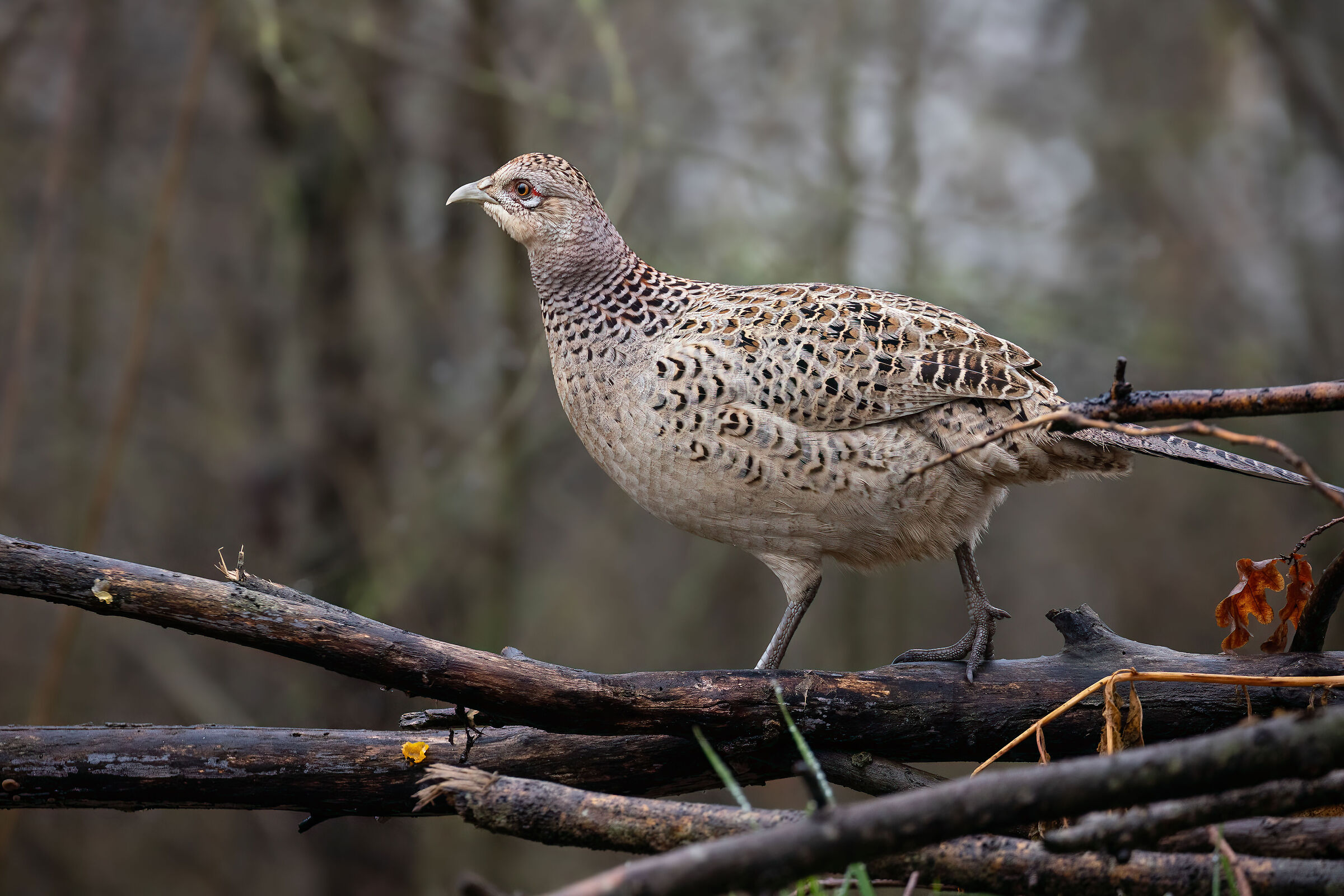 Pheasant Set 4