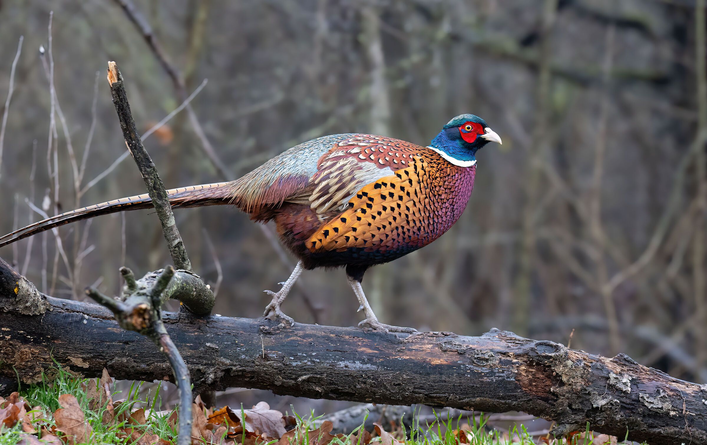 Pheasant Set 2