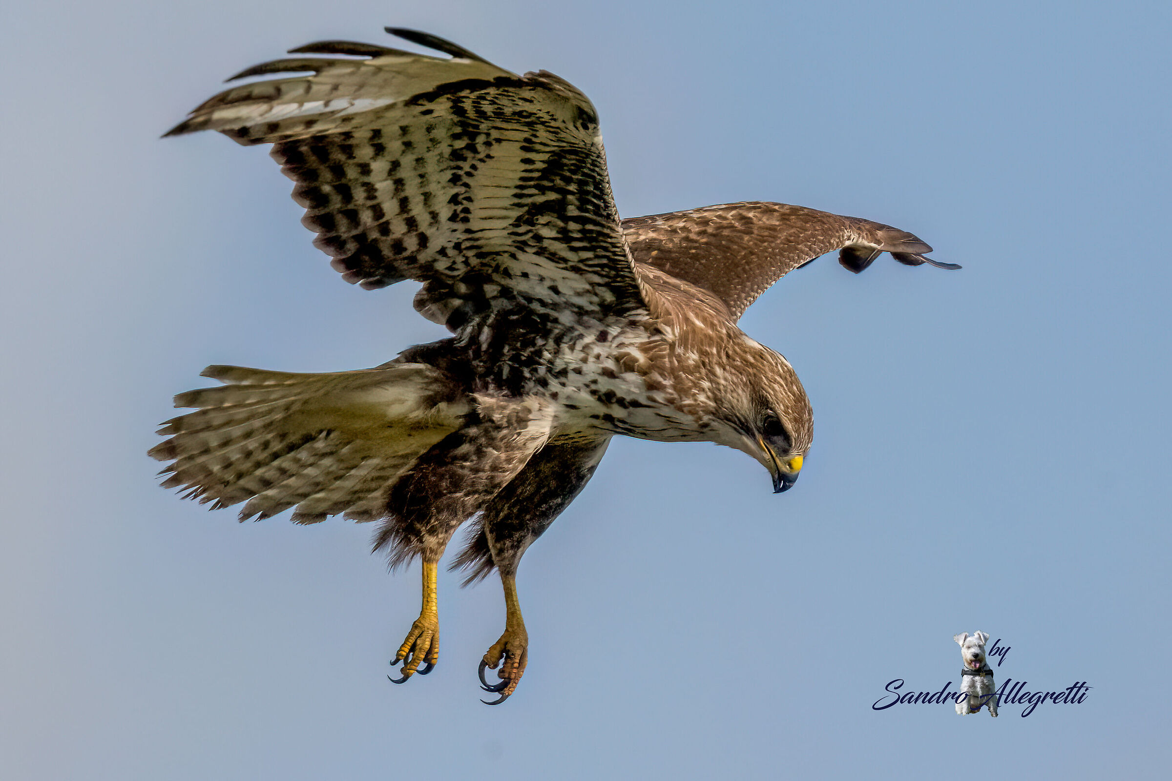 La poiana comune (Buteo buteo)