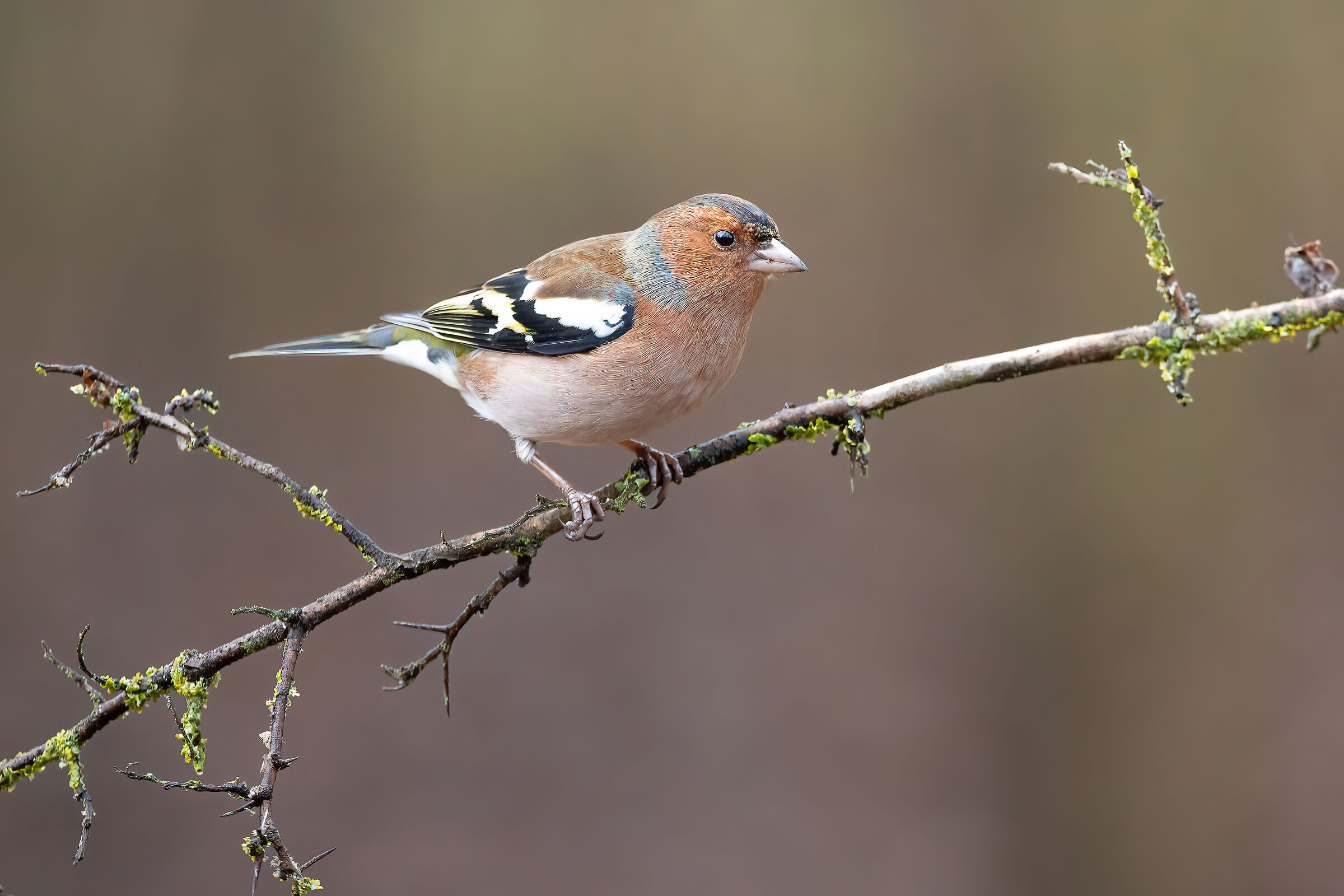 The beautiful chaffinch