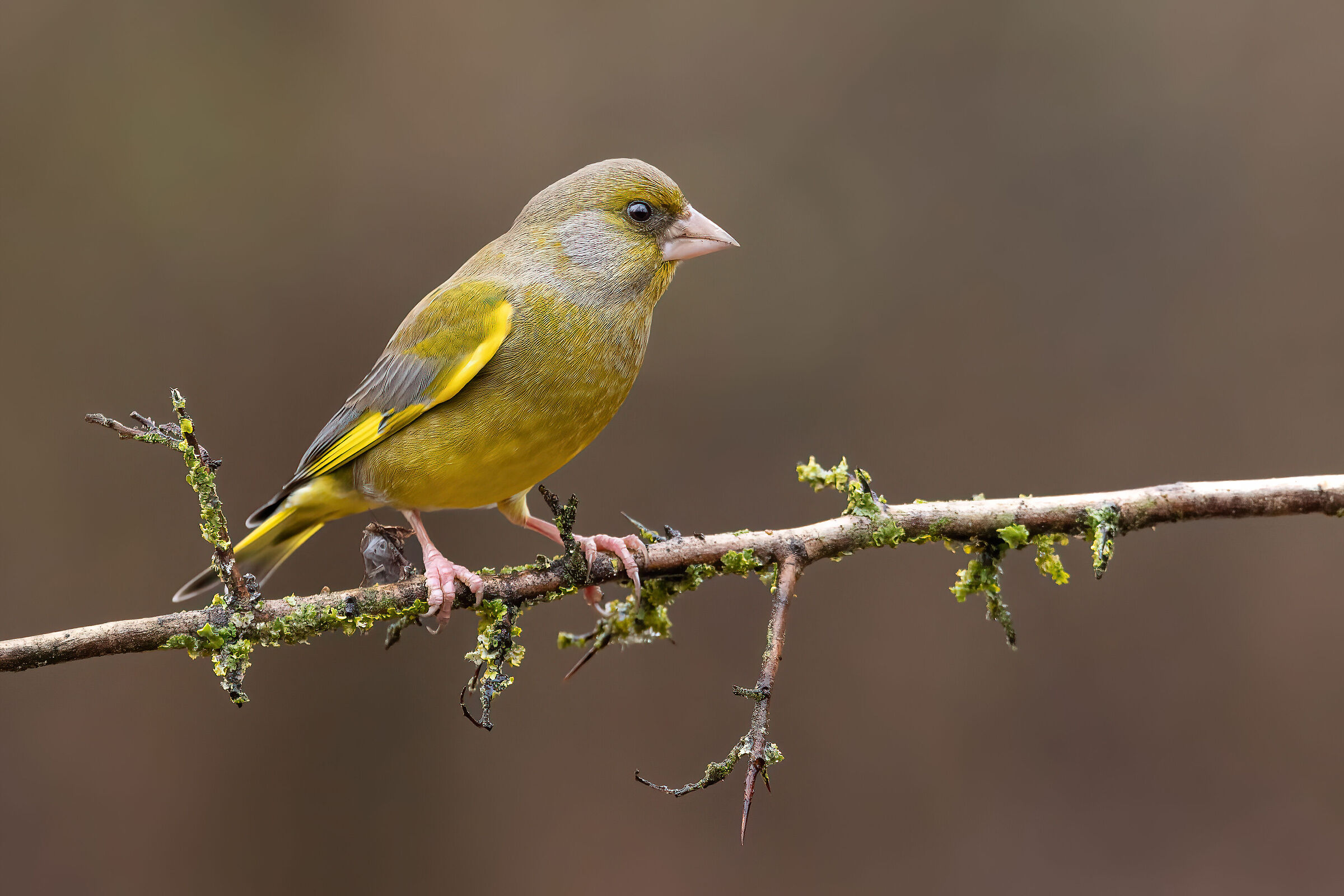 Yellow green