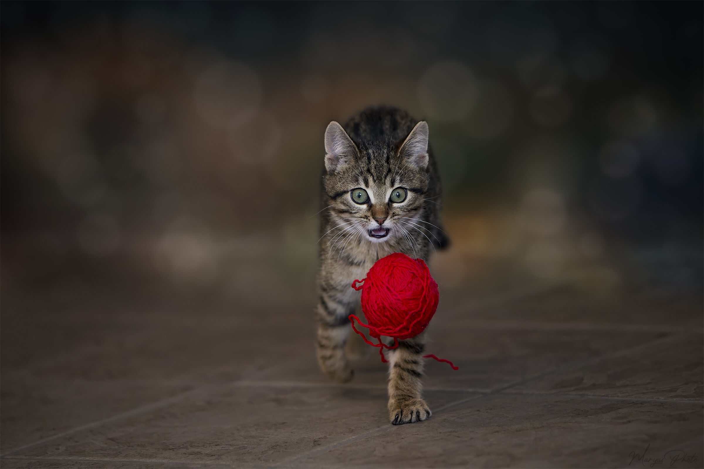 Young Tabby and the Ancient Game