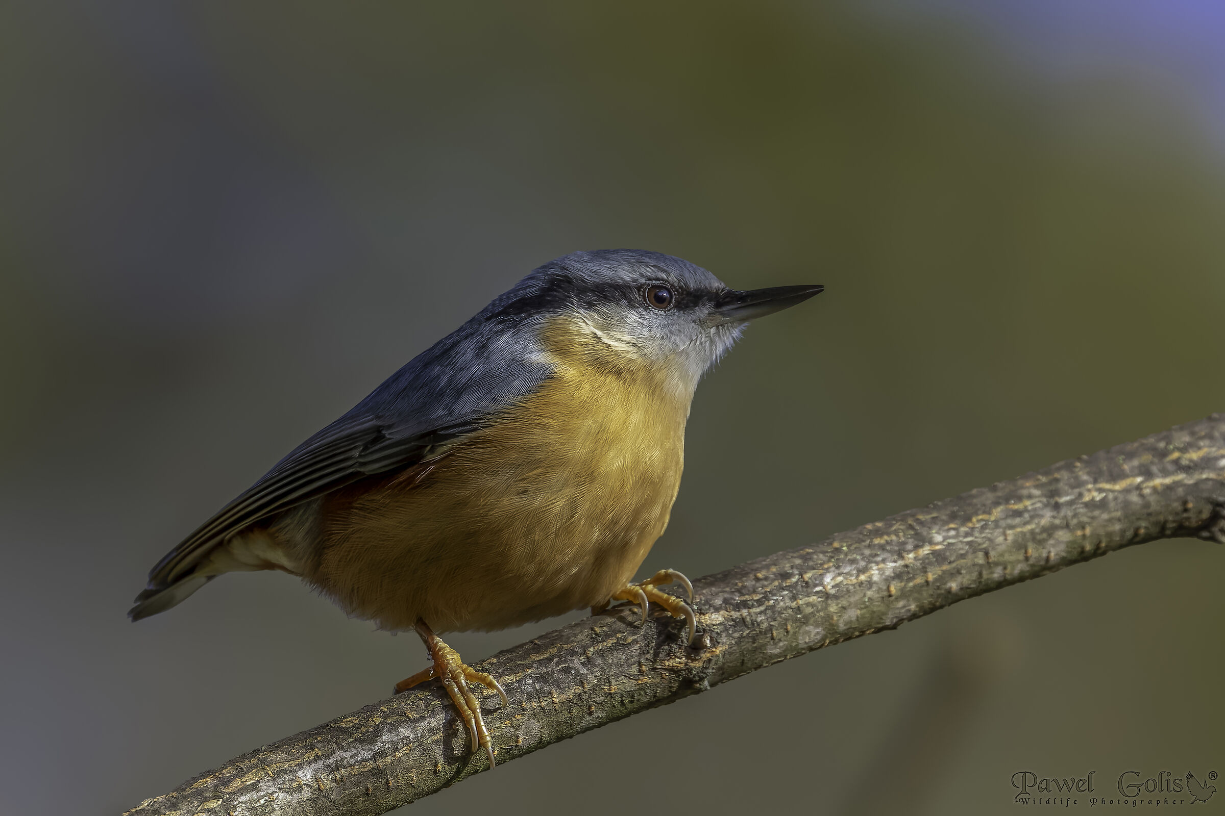Picchio muratore (Sitta europaea)