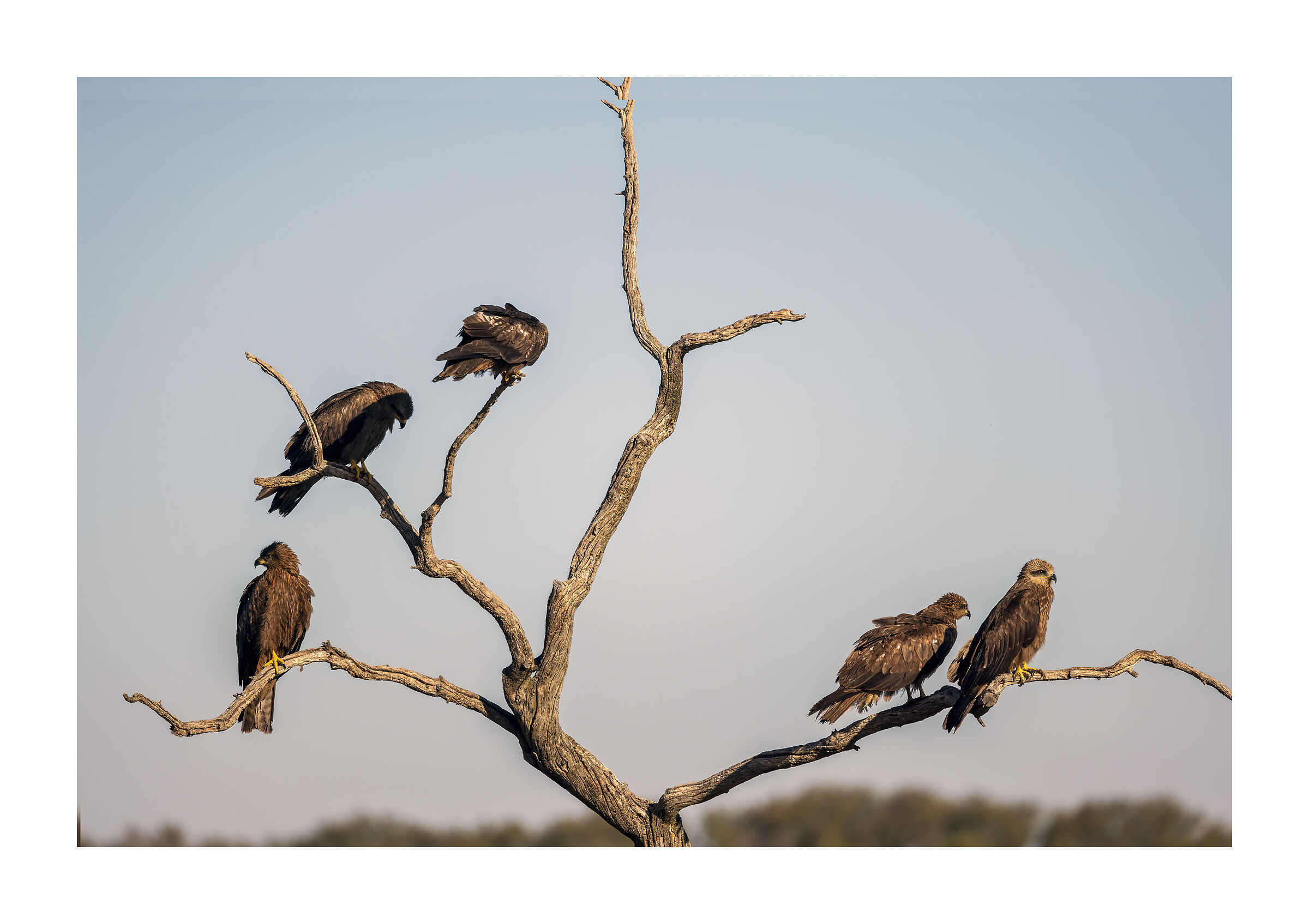 Spagna 2022. Nibbi Bruni all'alba