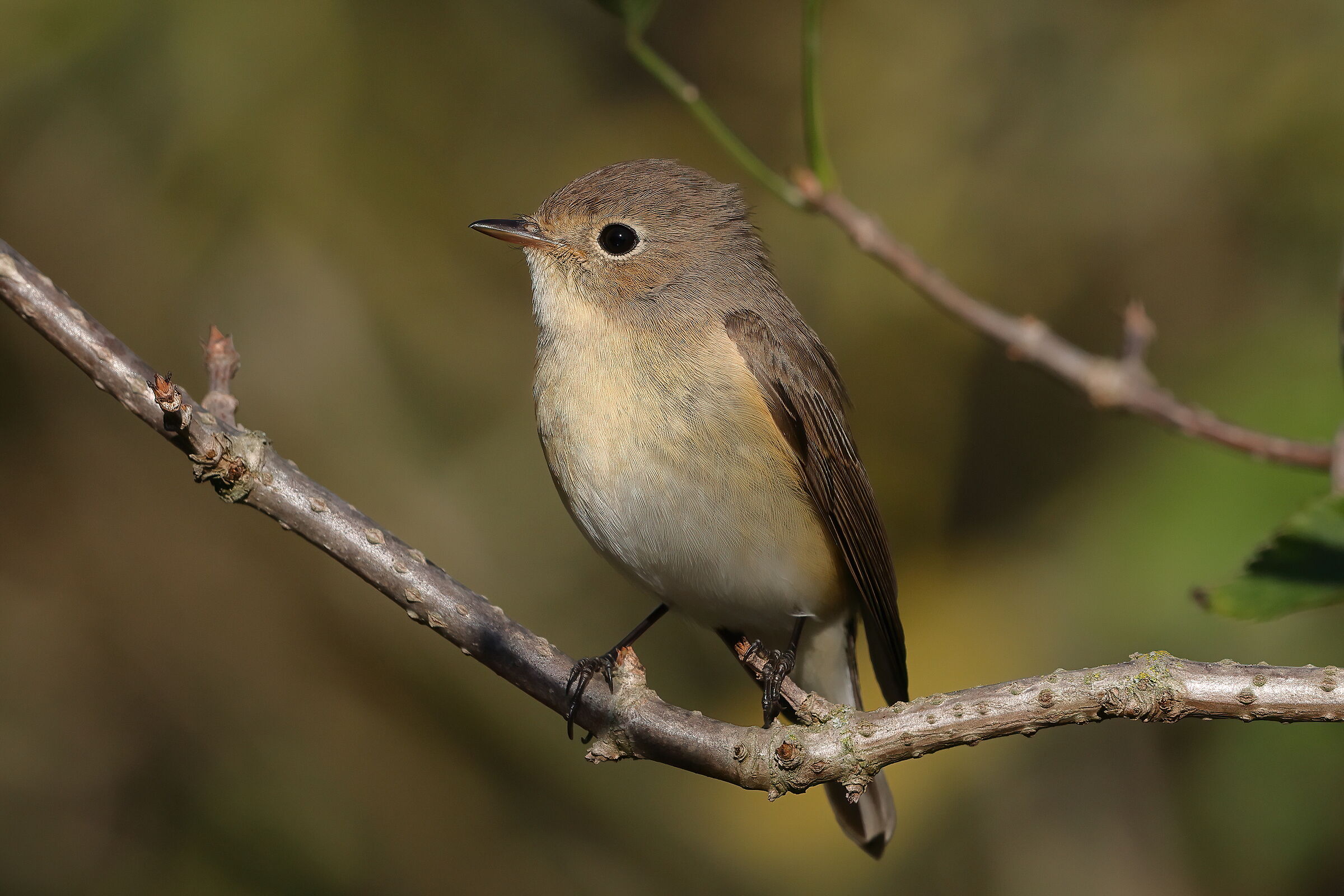 Robin flycatcher
