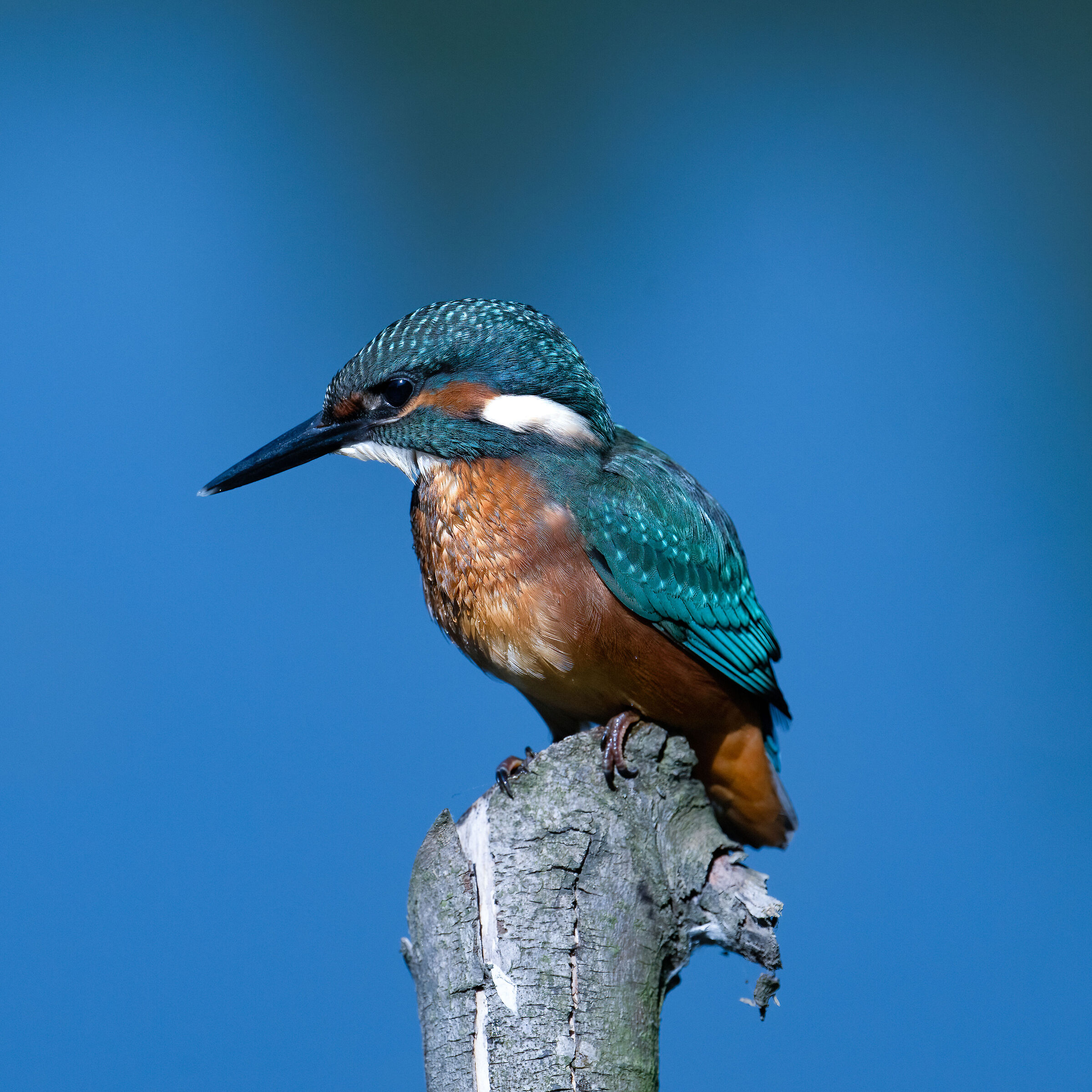 Martin Pescatore - Kingfisher