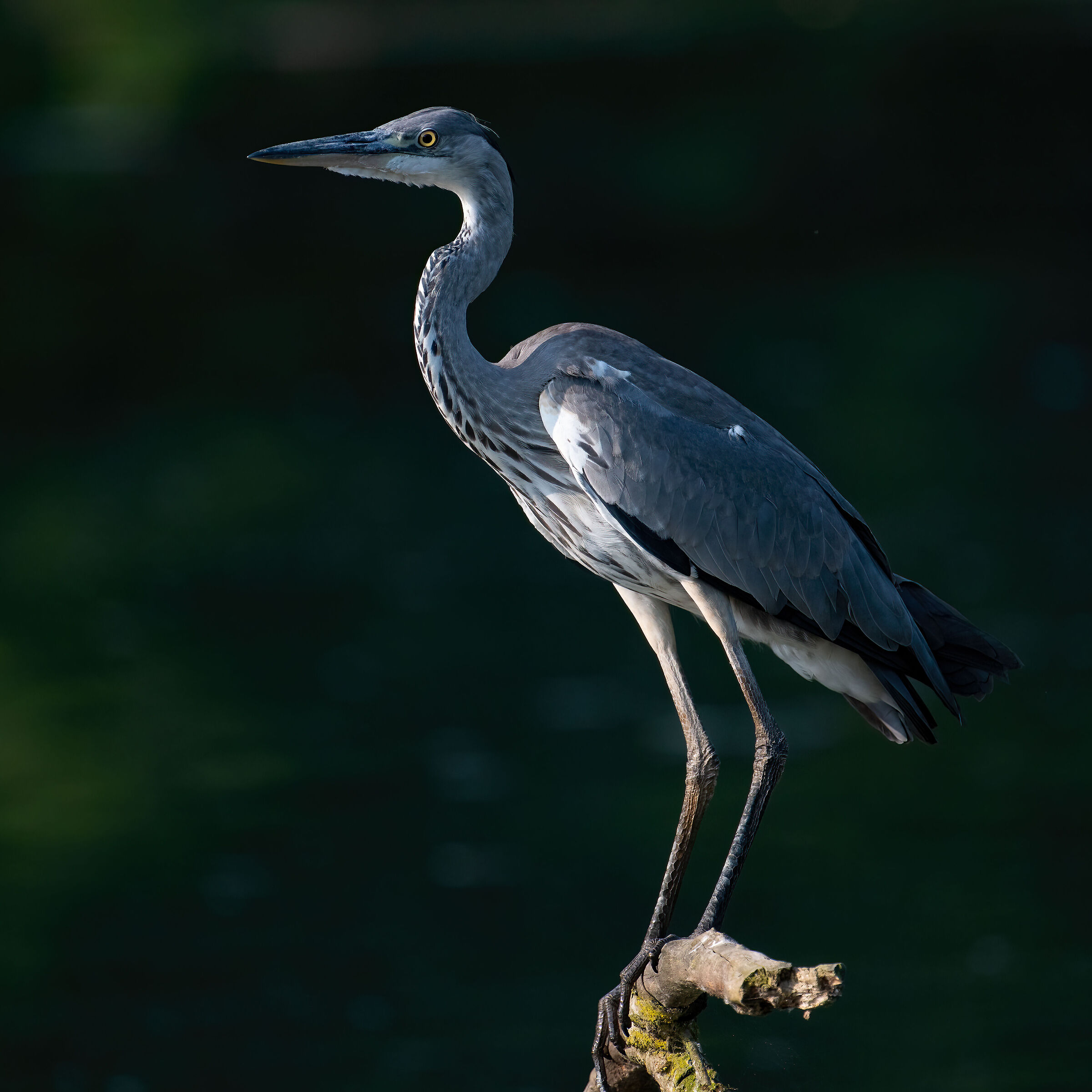 Grey heron