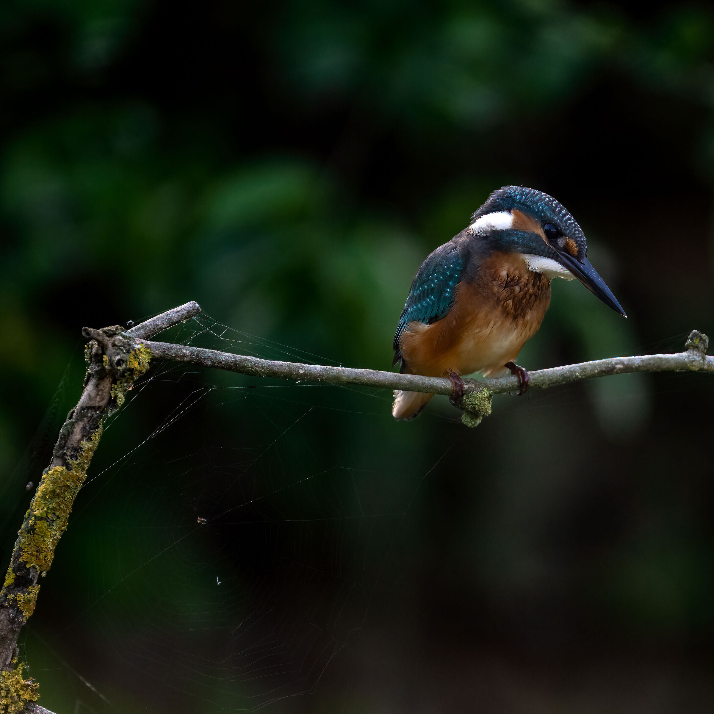 Martin Pescatore - Kingfisher