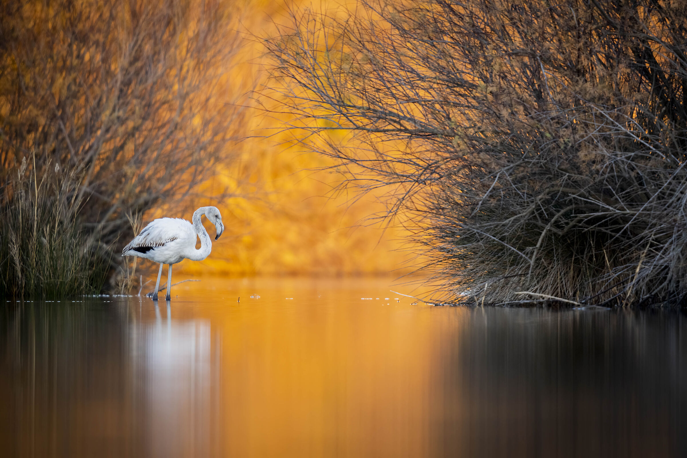 Flamingo (Phoenicopterus roseus)