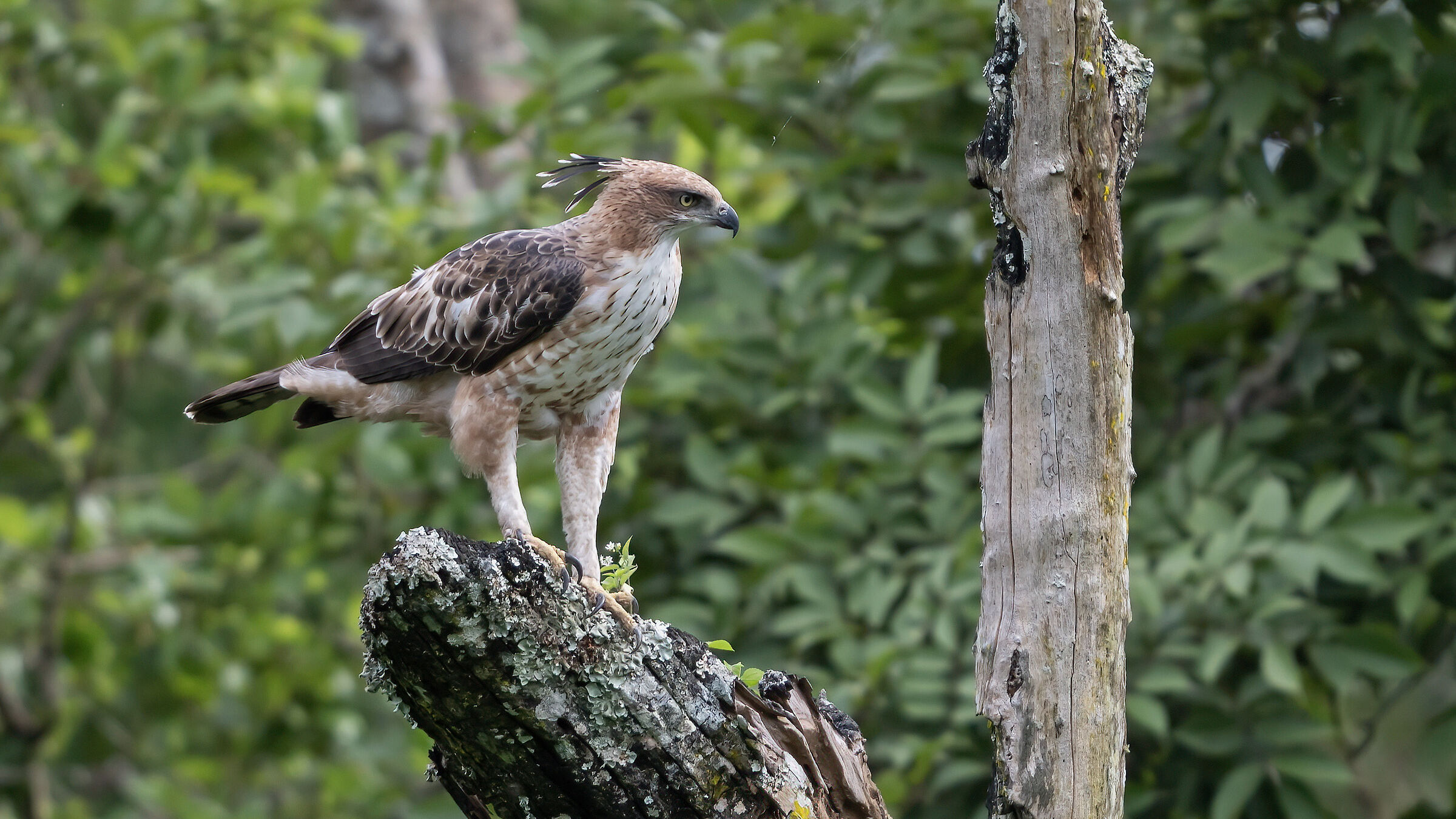 Crested hawk eagle (Nisaetus cirrhatus)