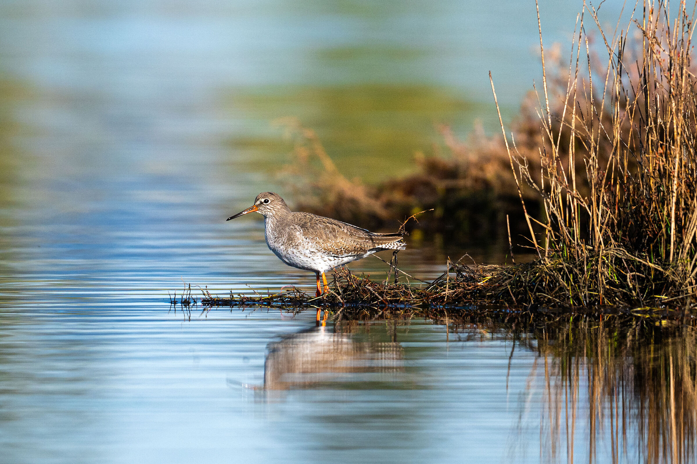Redshank