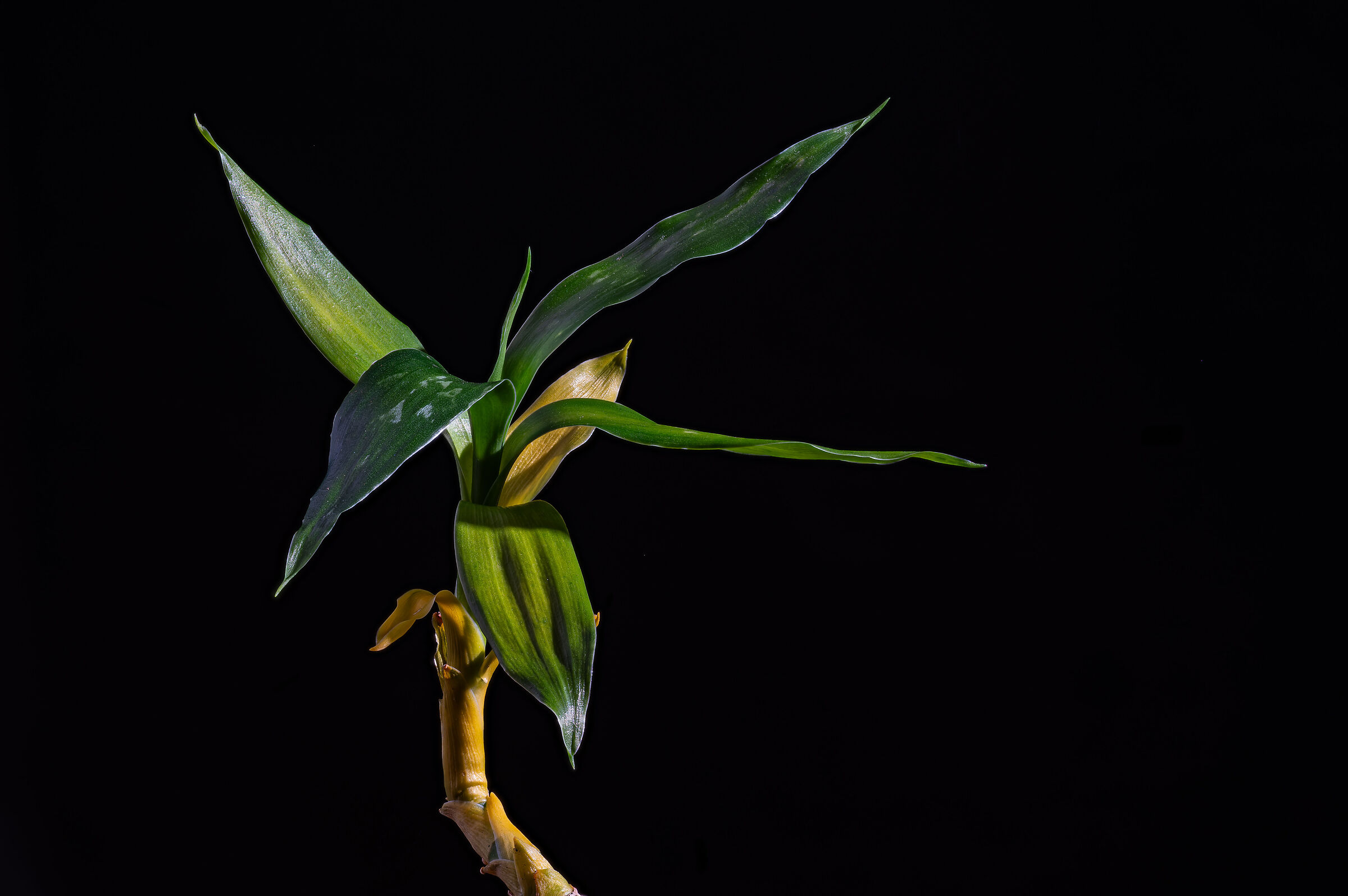 lucky bamboo