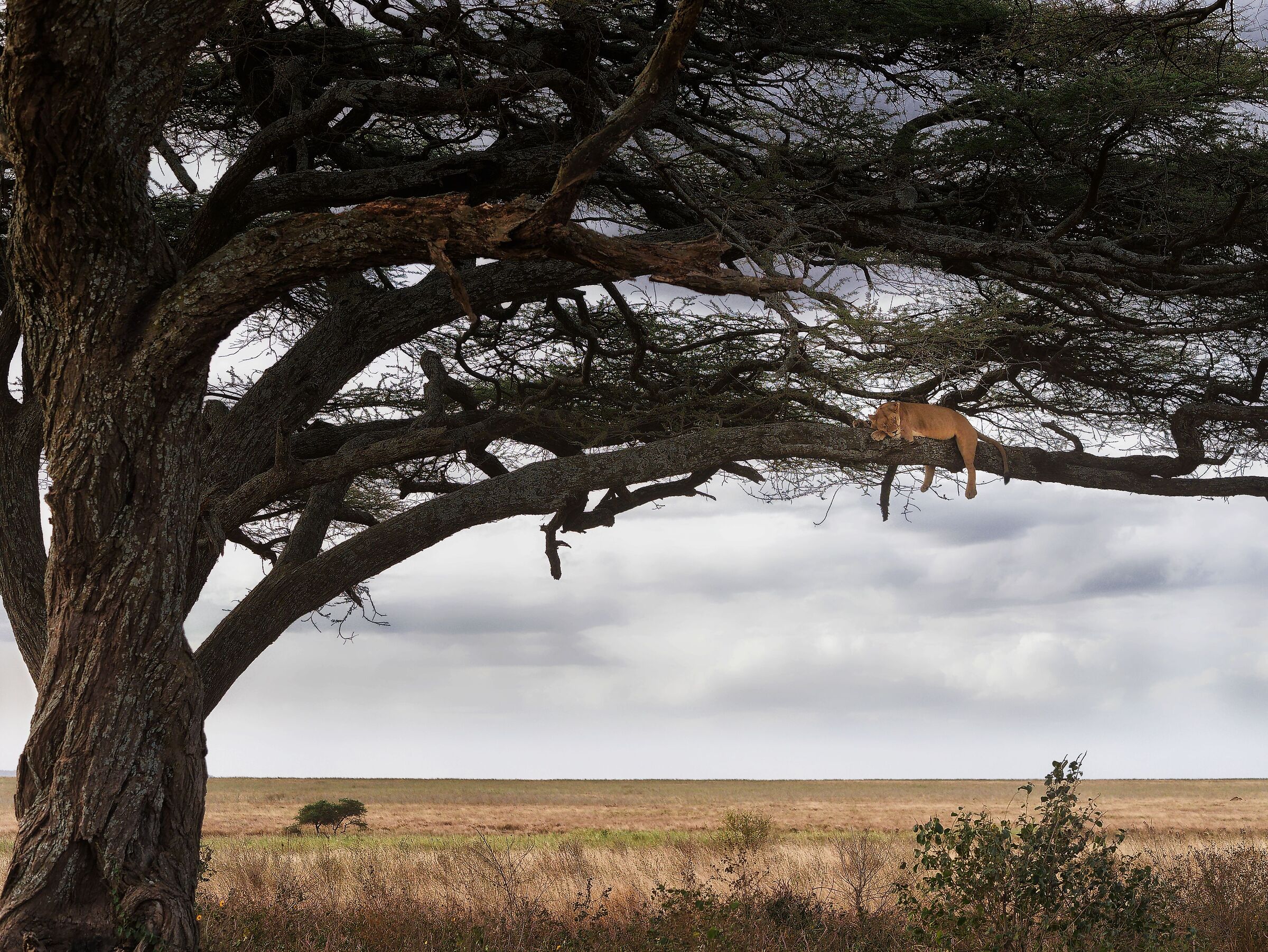 Dreaming of the savannah