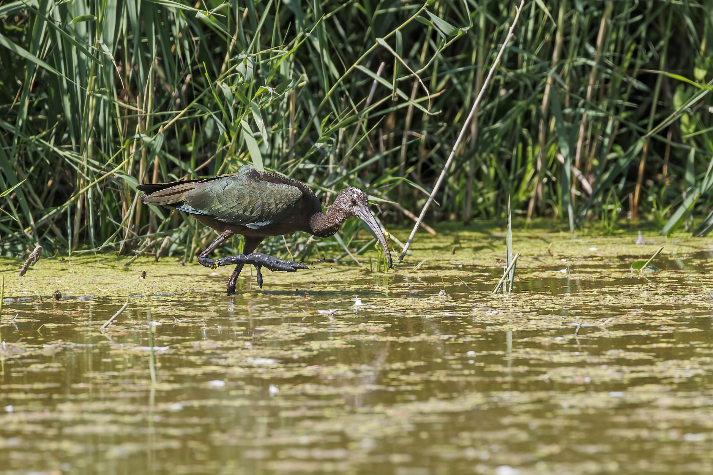 Mignatta in search of Prey