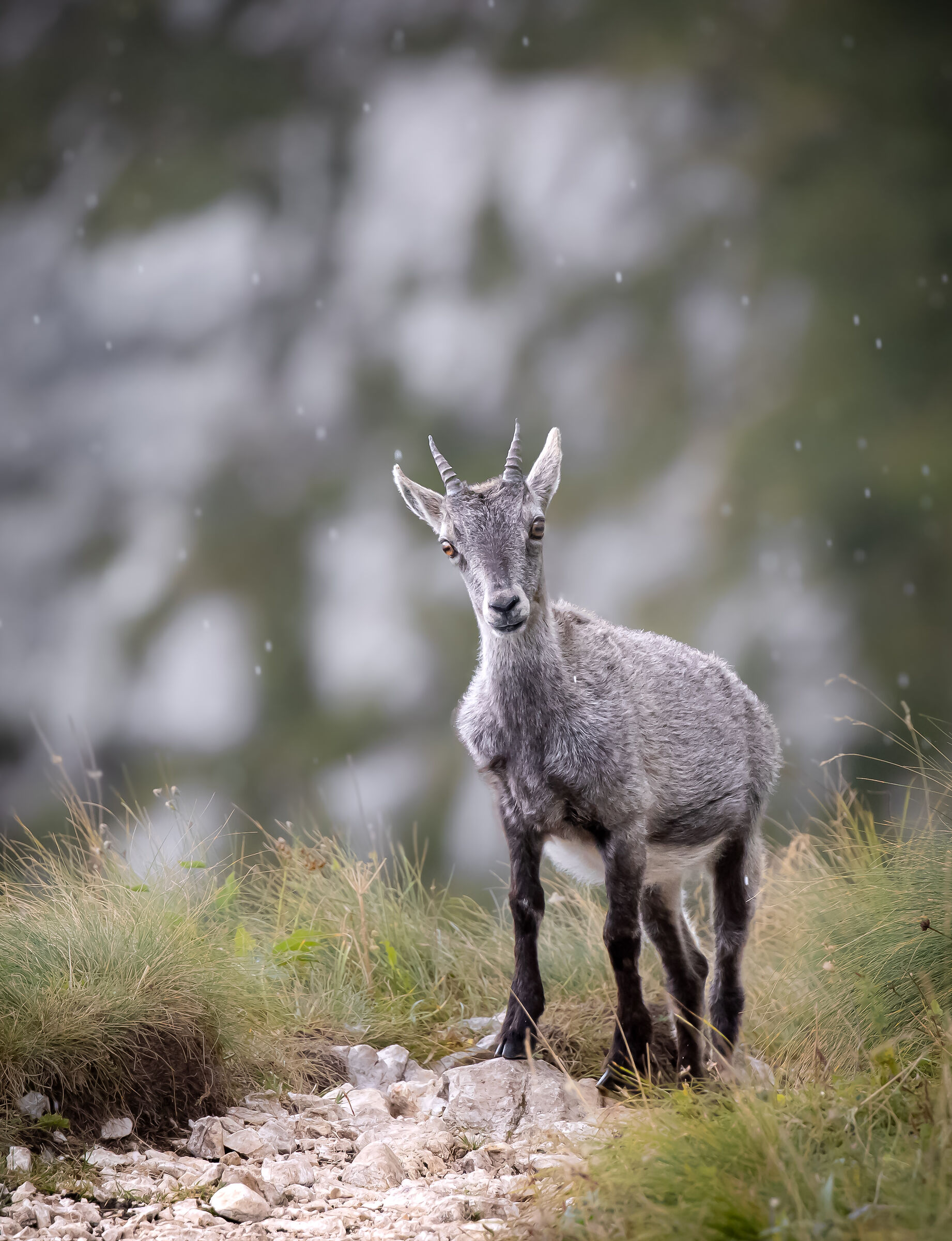 due gocce di pioggia | two raindrops