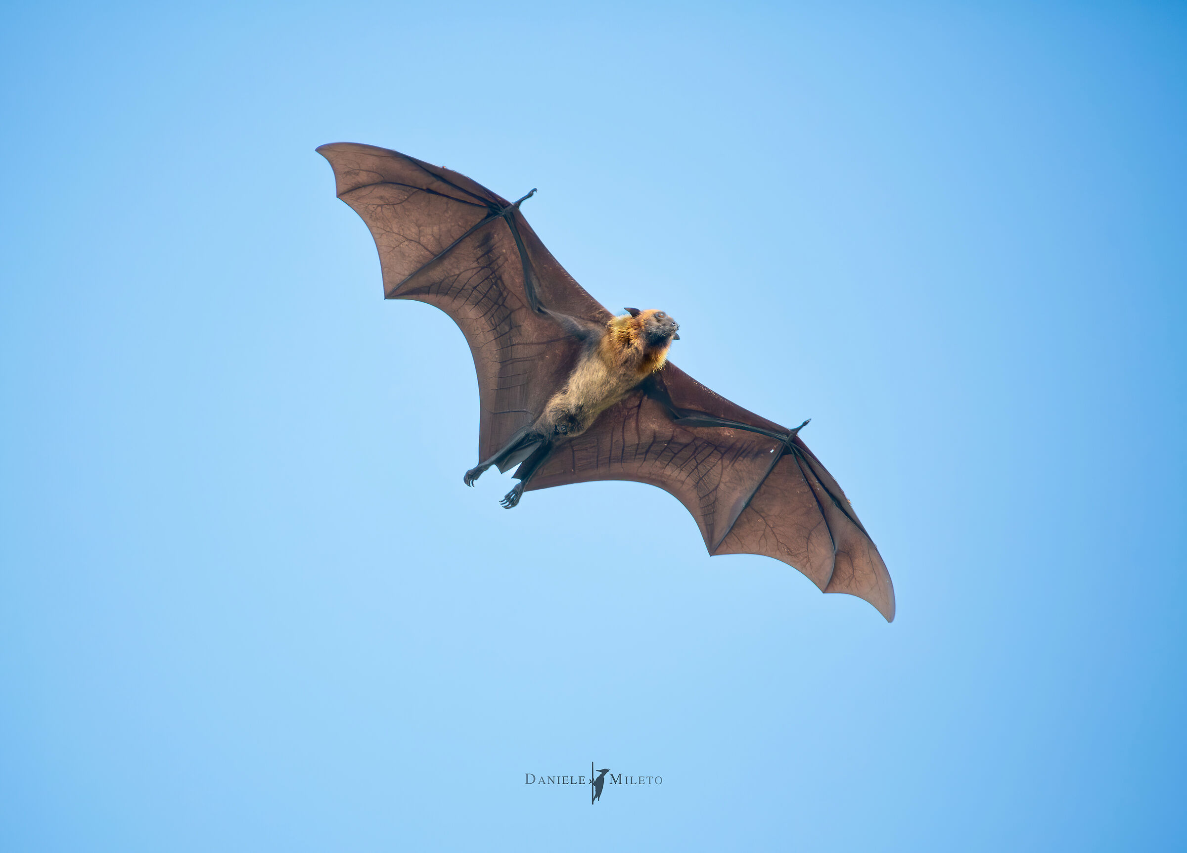 Fly Fox
