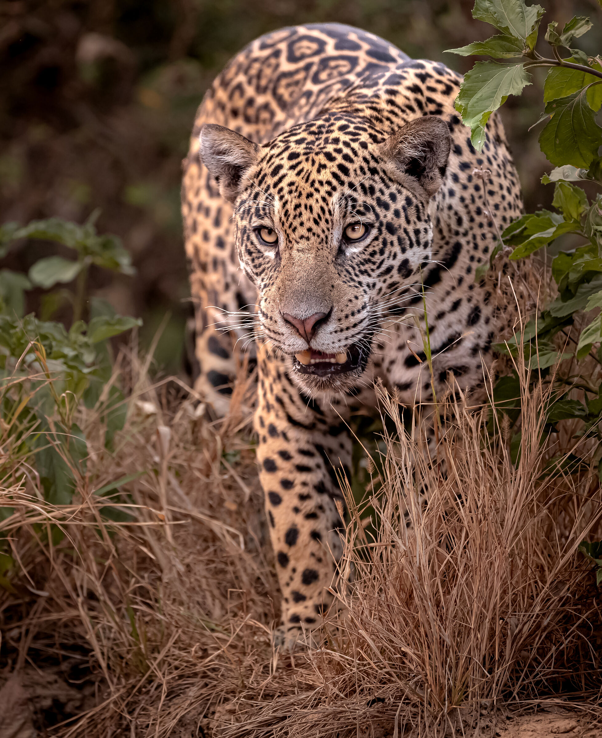 avanzando | moving forward