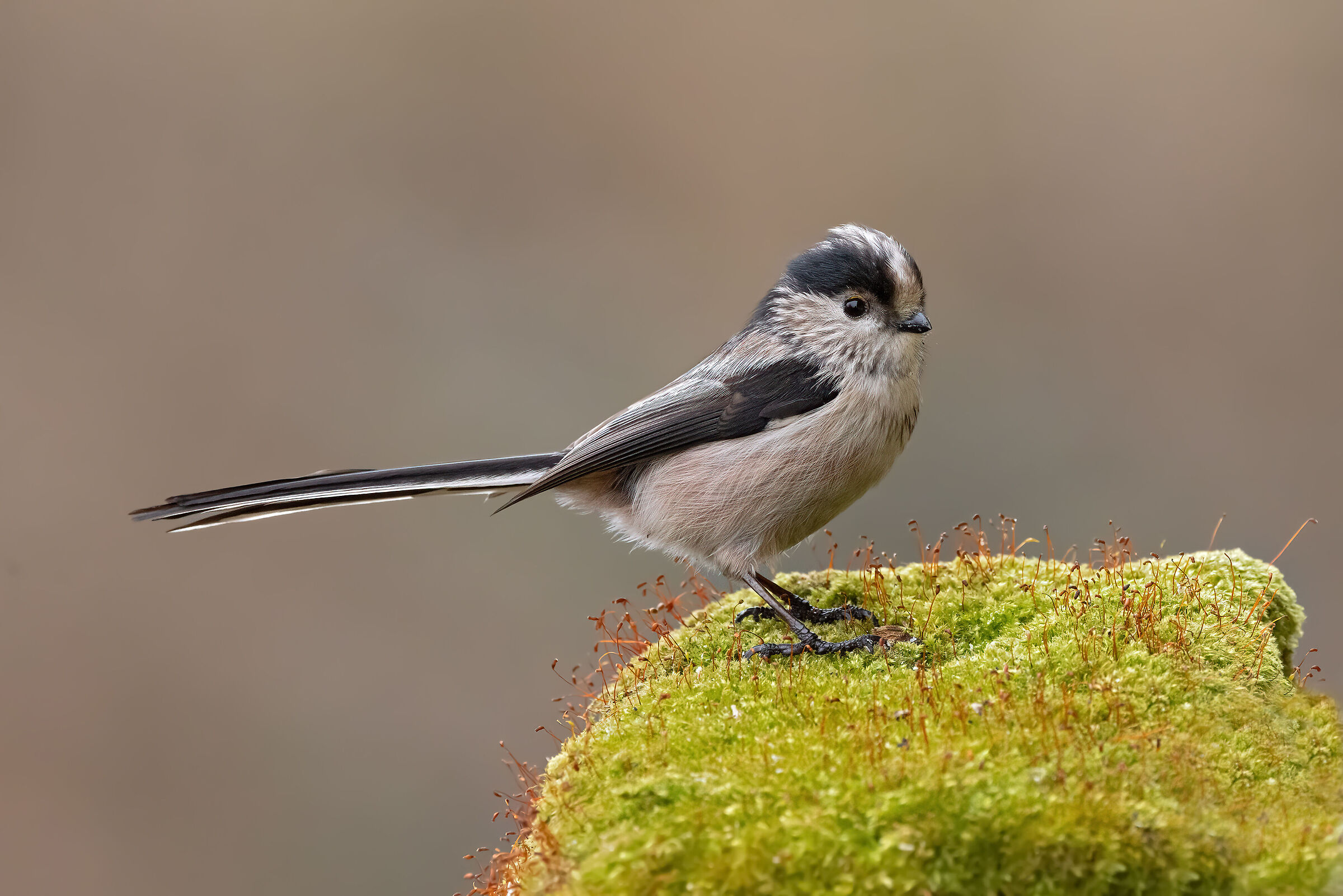 Long-tailed