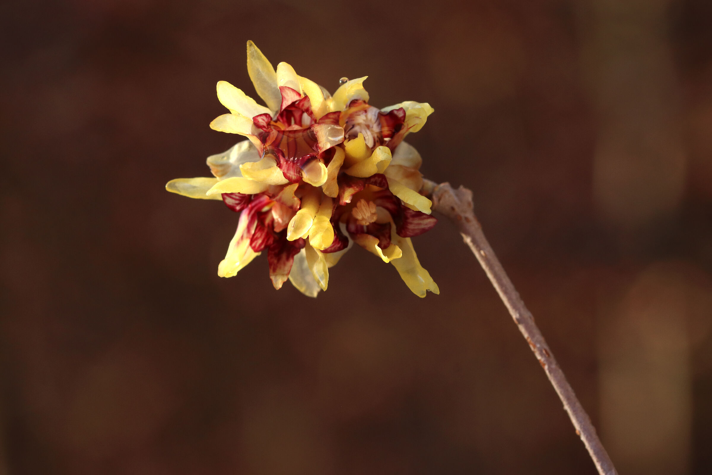 Calycanthus - Winter flower