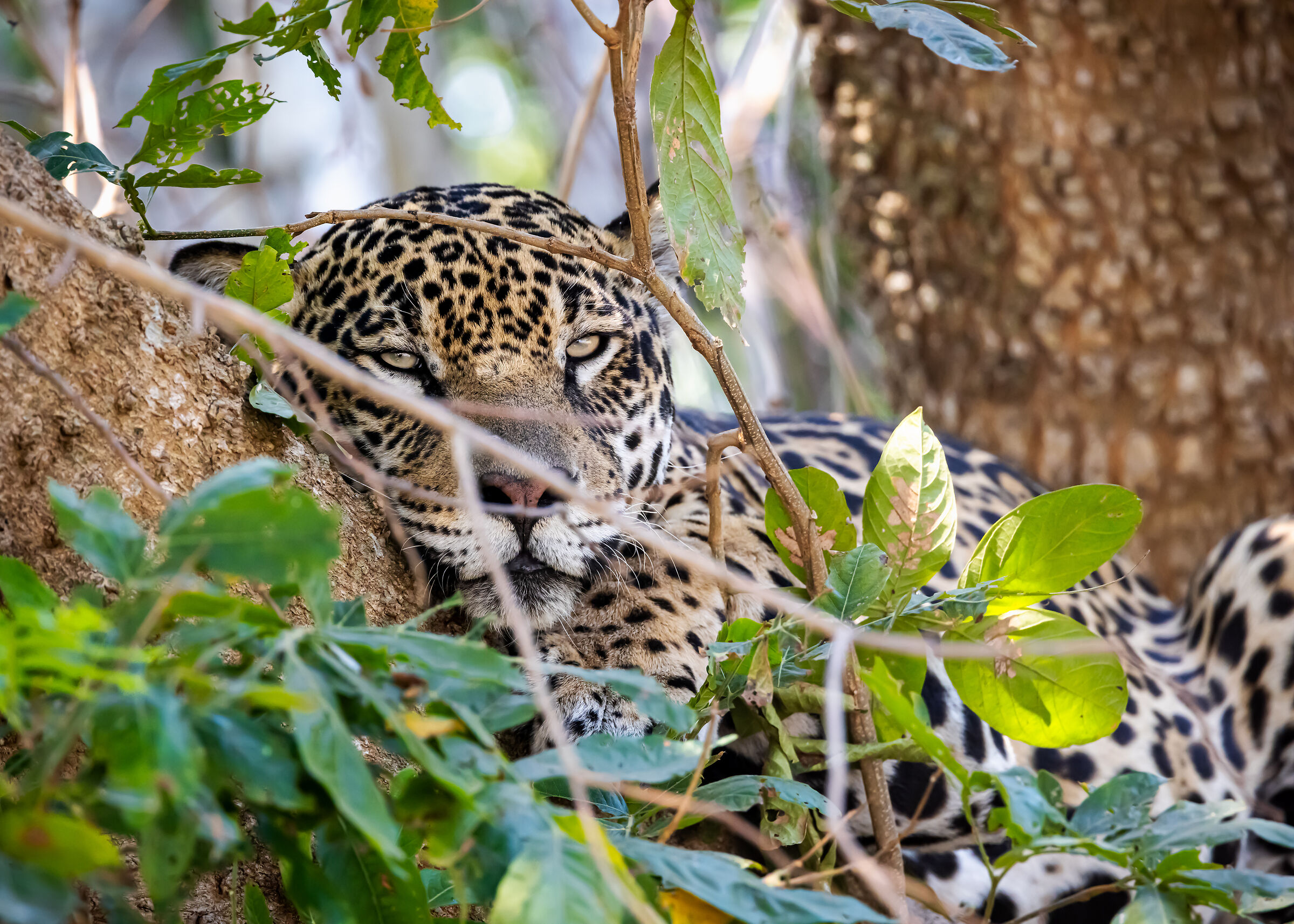 Guarded rest | Watchful REST