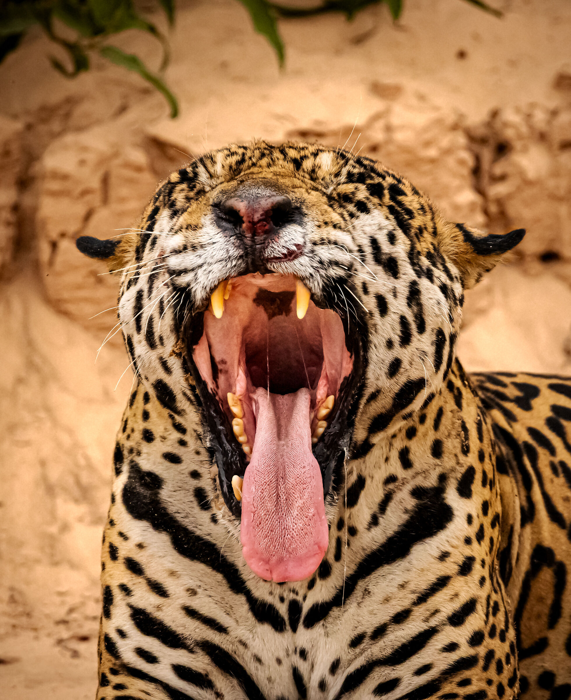 testa indietro, bocca aperta, lingua fuori, dica "aaaa&...