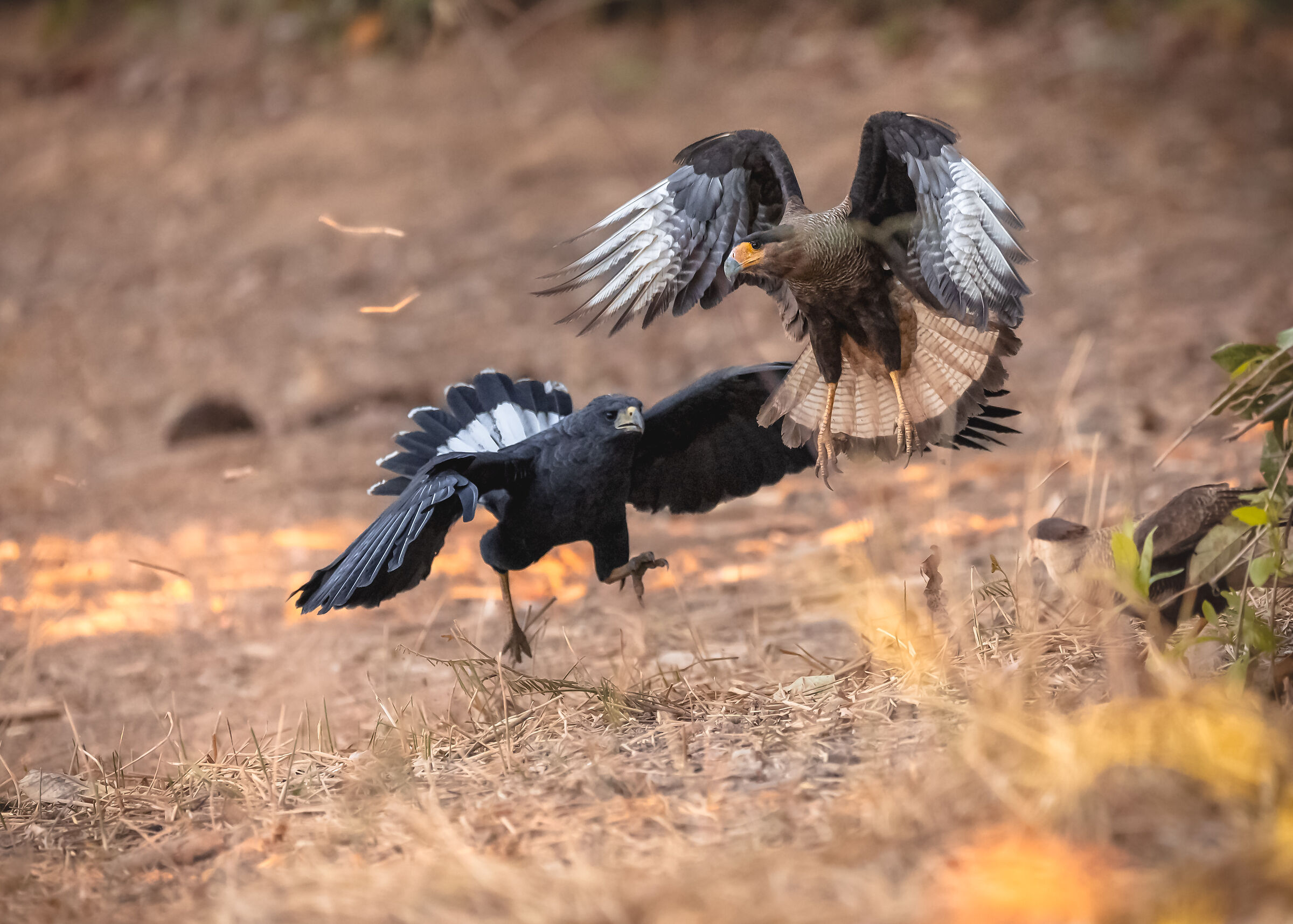 due che combattono (e uno che spia)