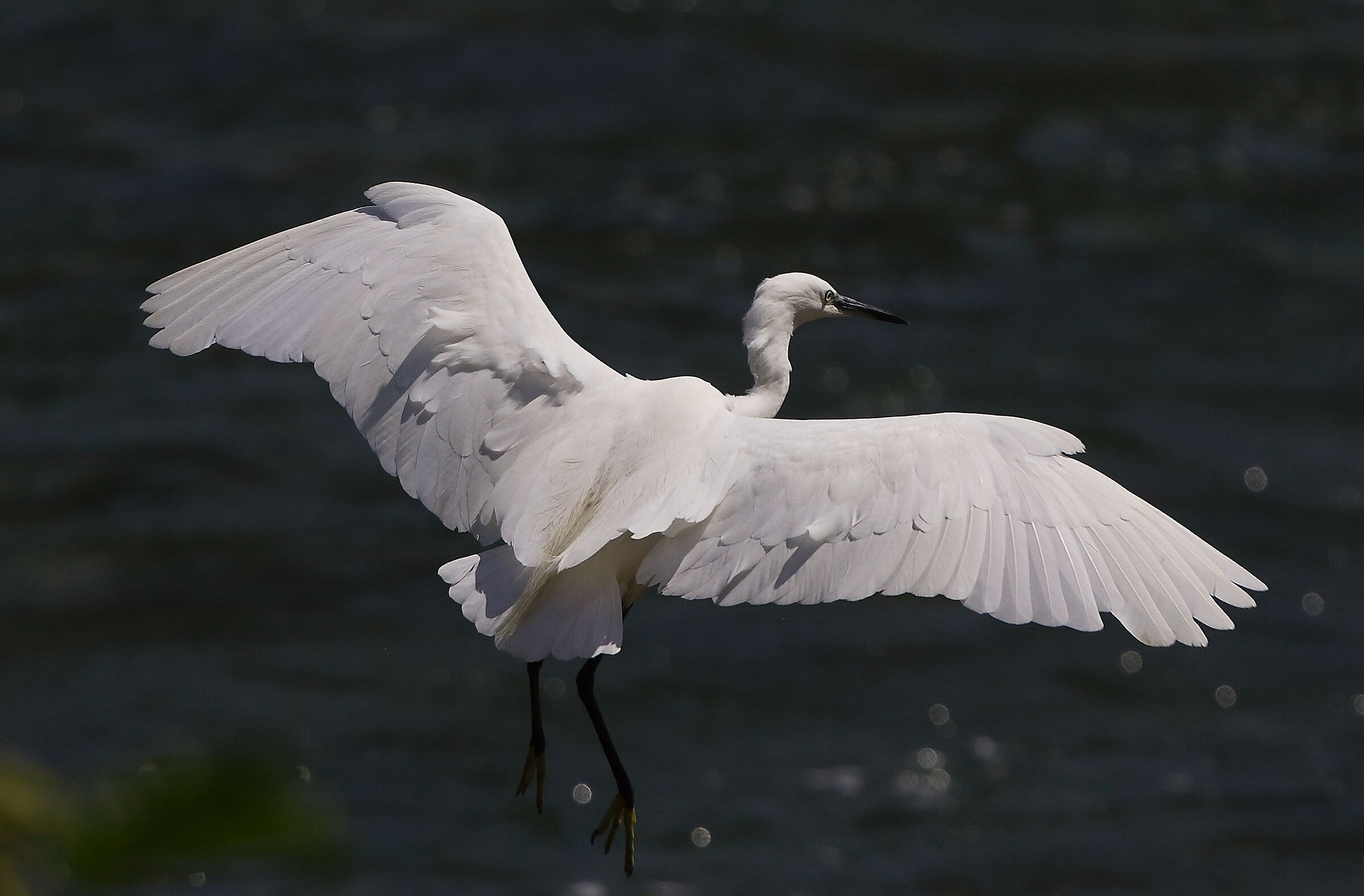 Garzetta 08 agosto 2024 - 0105